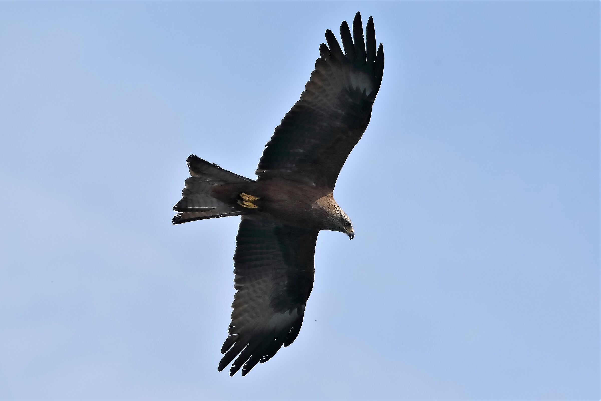 Nibbio bruno 06-04-2023