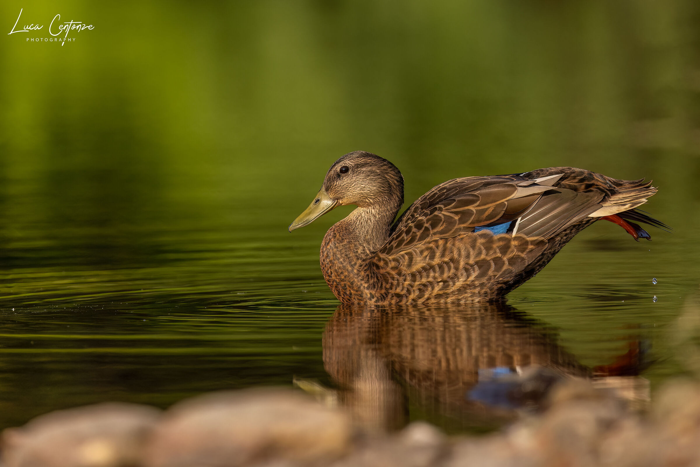 Mallard Duck (Anas platyrhyncos)