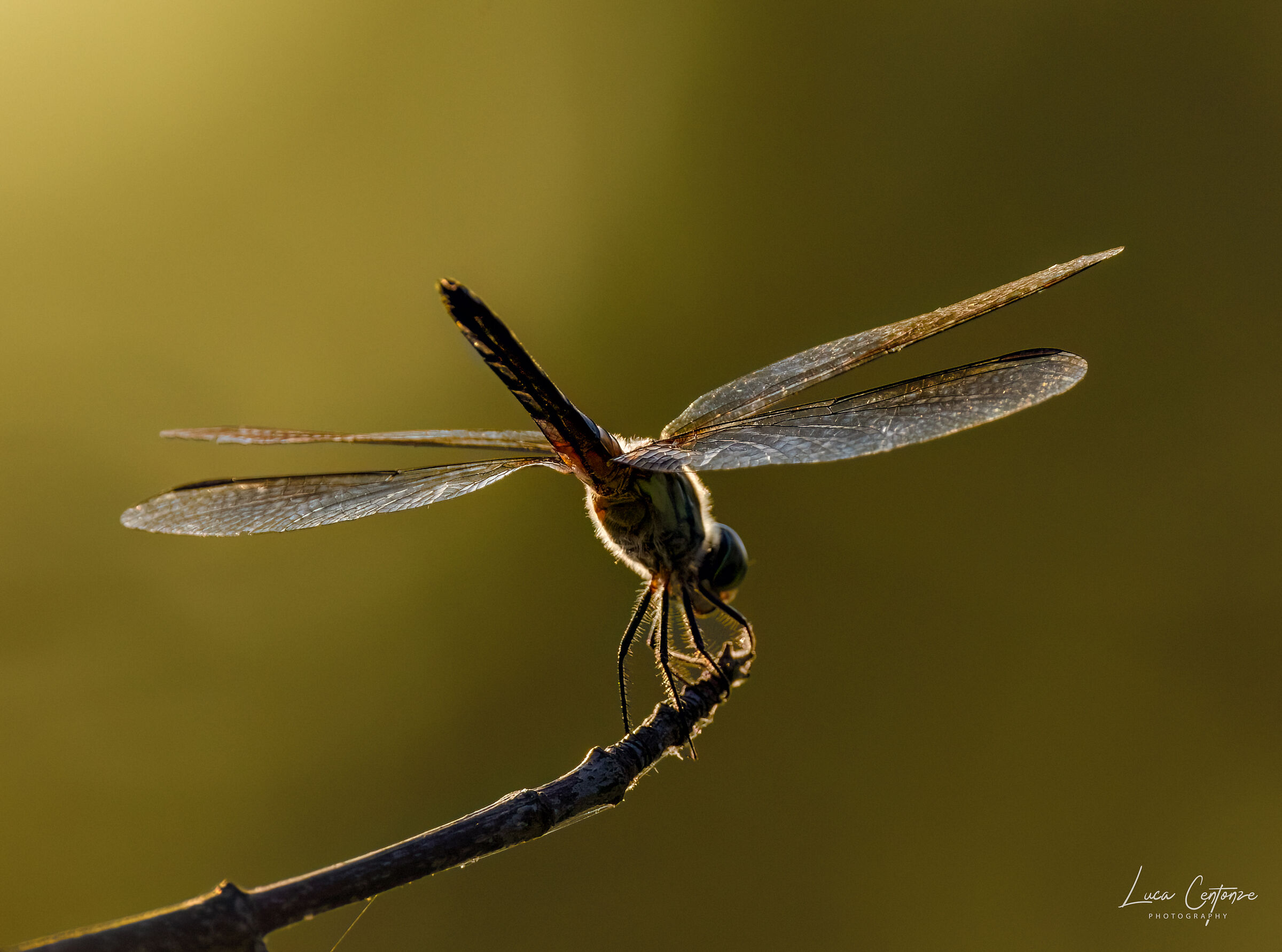Dragonfly backlit