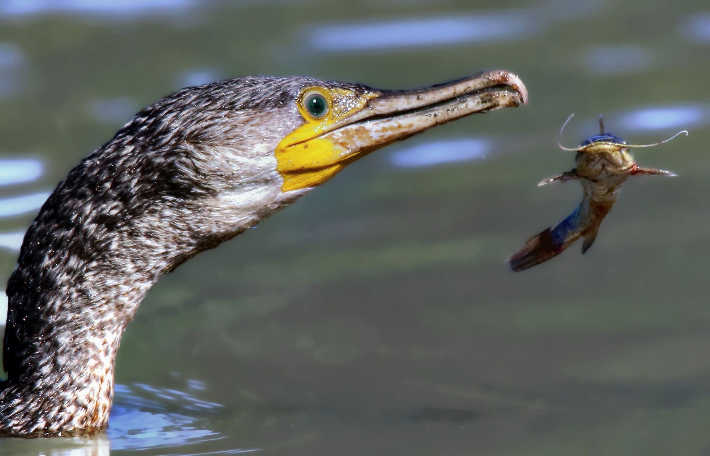 L'istruttore di volo