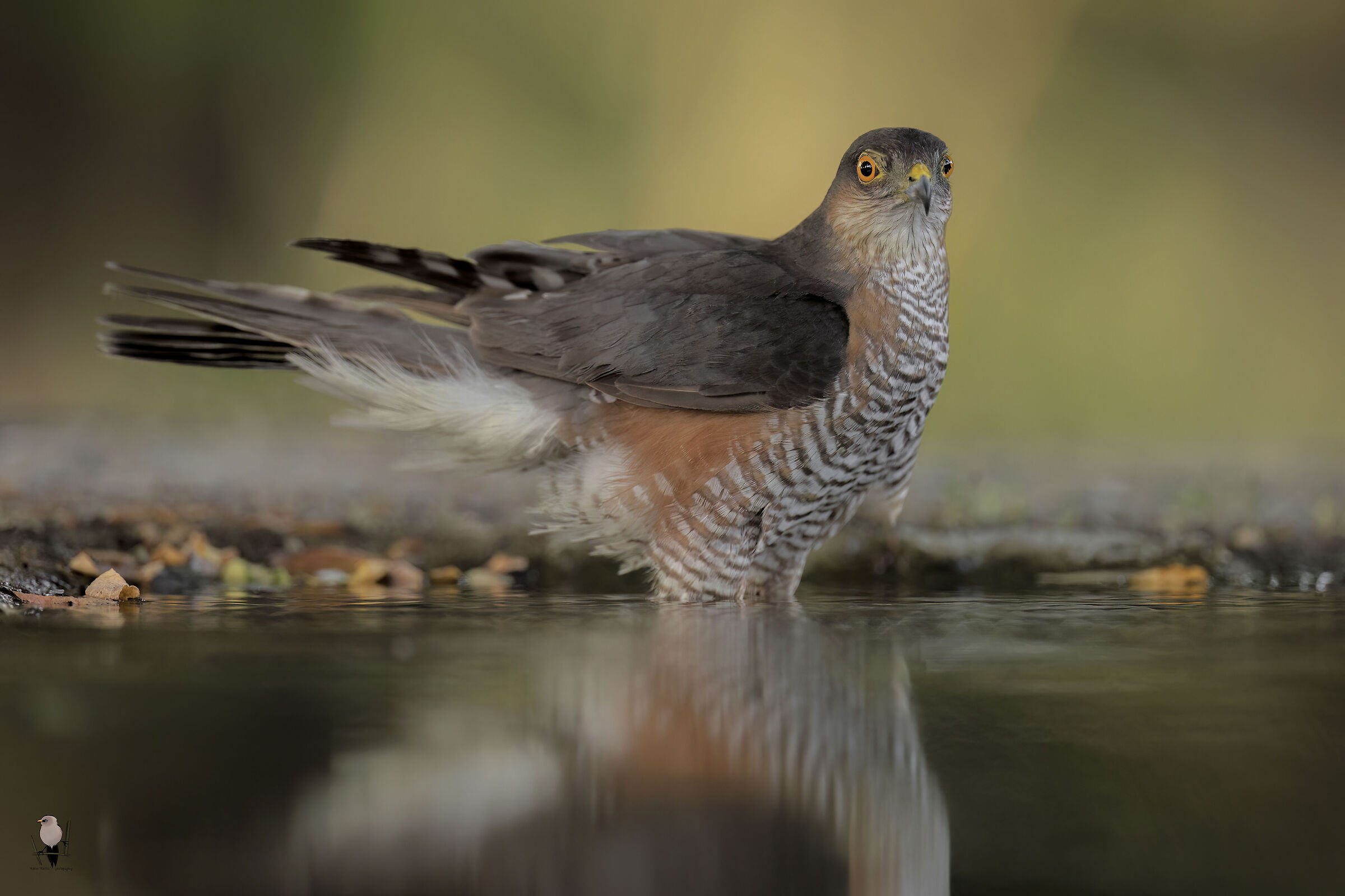 Sparrowhawk at sunset