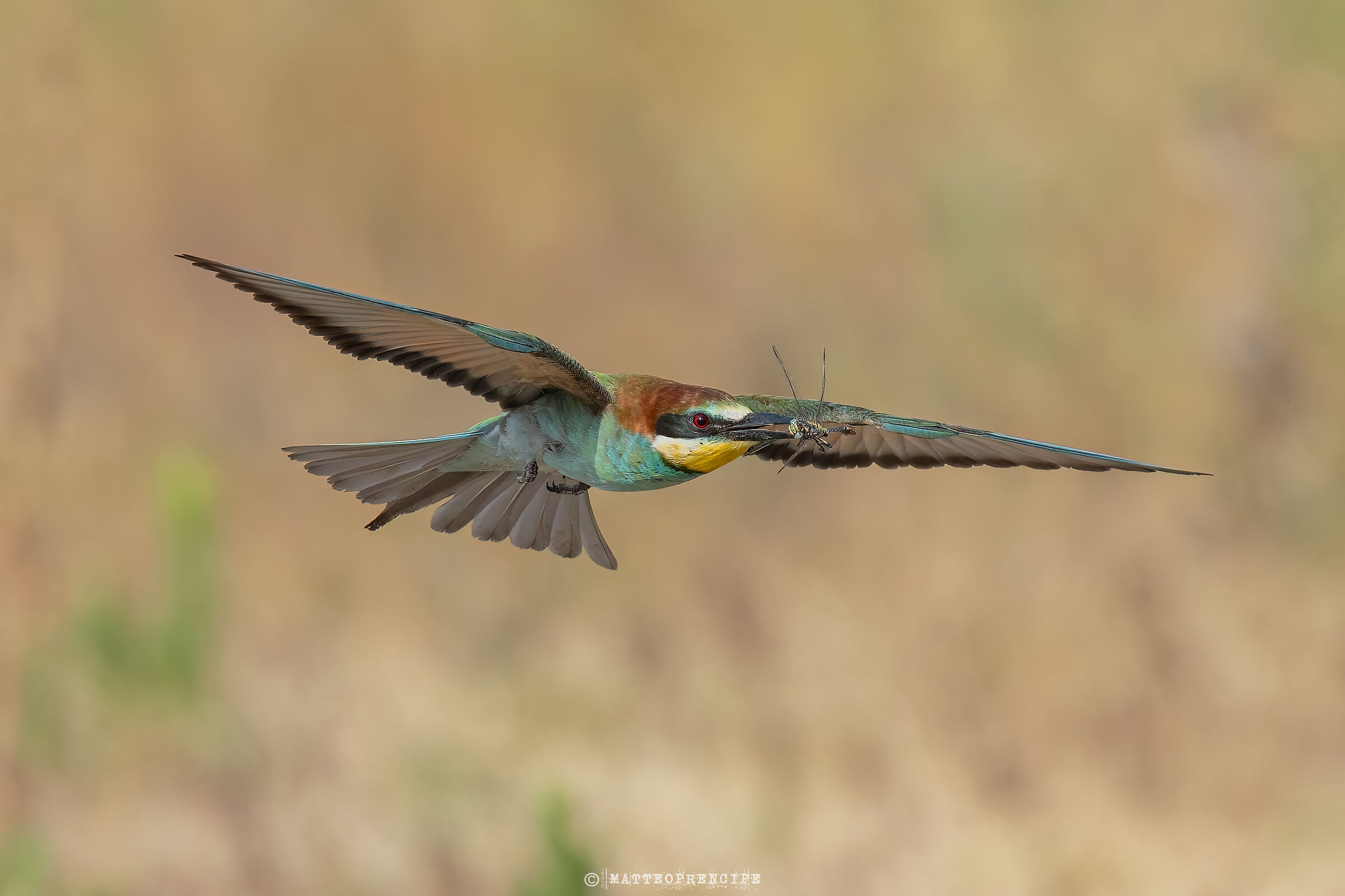 Bee-eater in flight with dragonfly