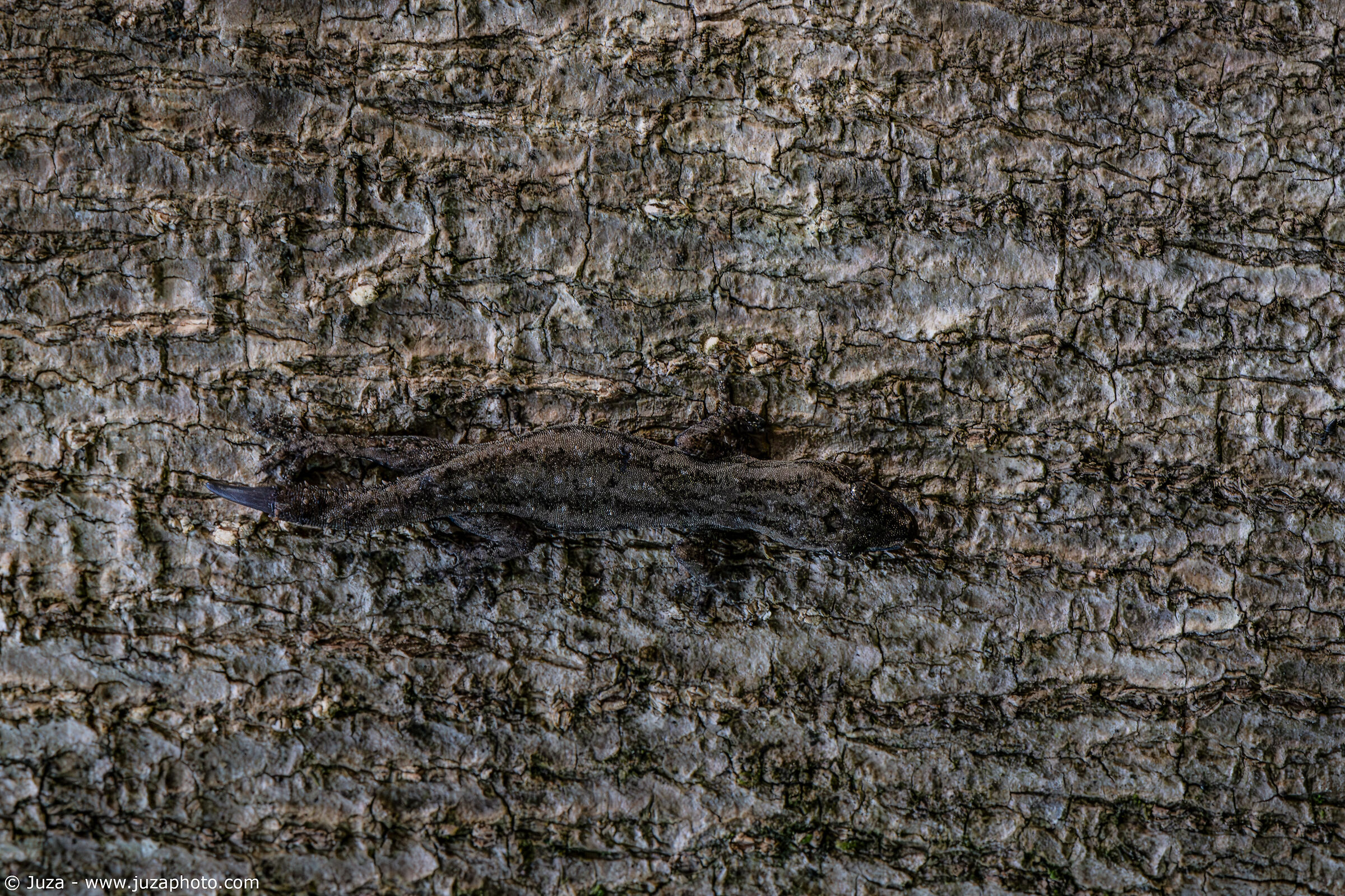 Asian House Gecko (Hemidactylus frenatus)