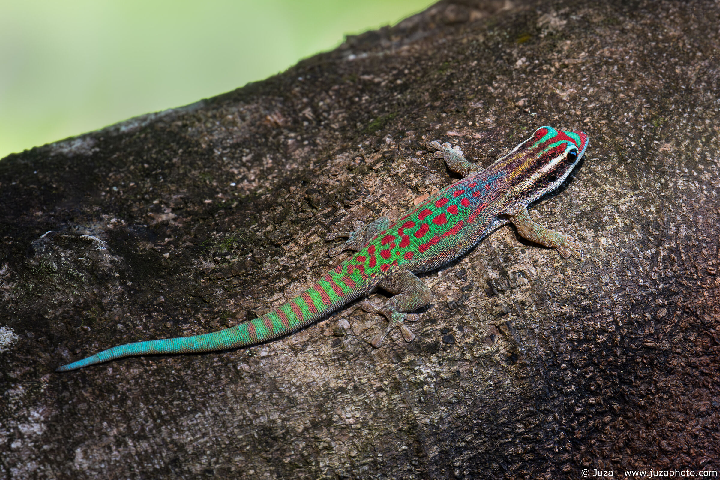Ornate Day Gecko (Phelsuma ornata)