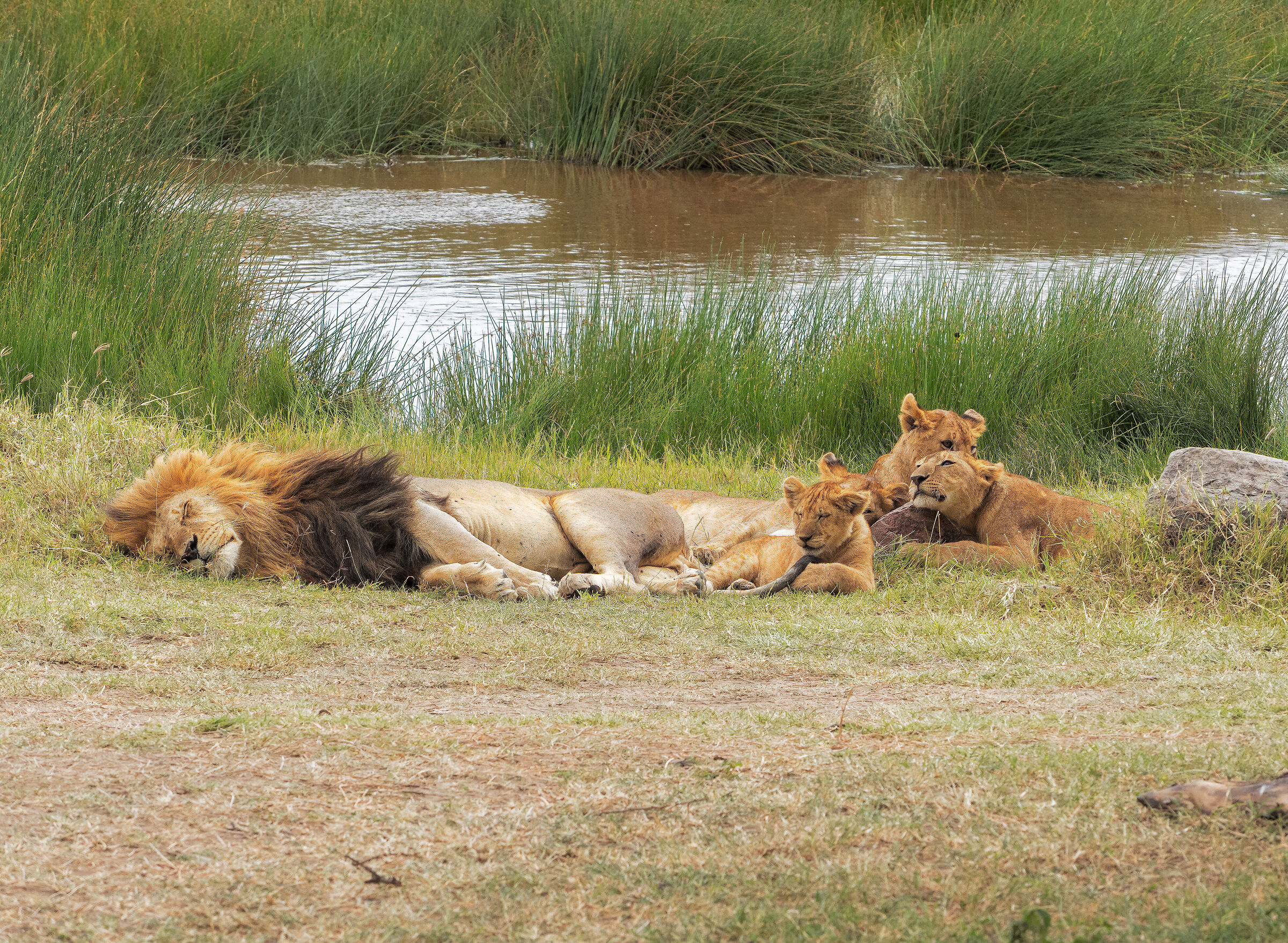 Siesta