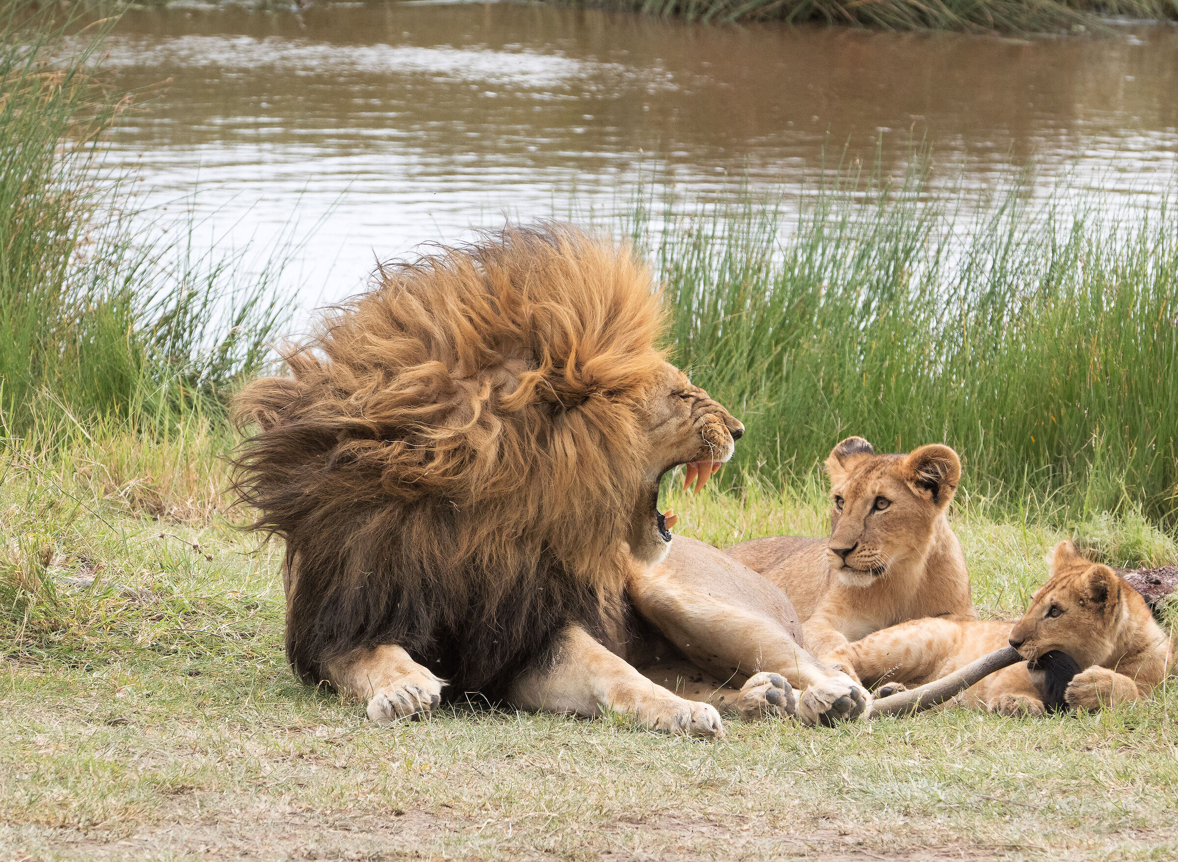 It happens if you wake up the sleeping lion