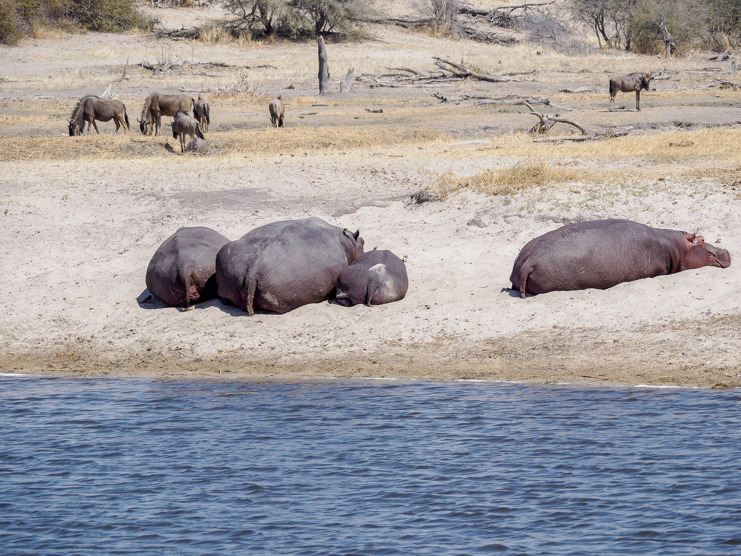 Hippos beached at MAKGADIKGADI NP