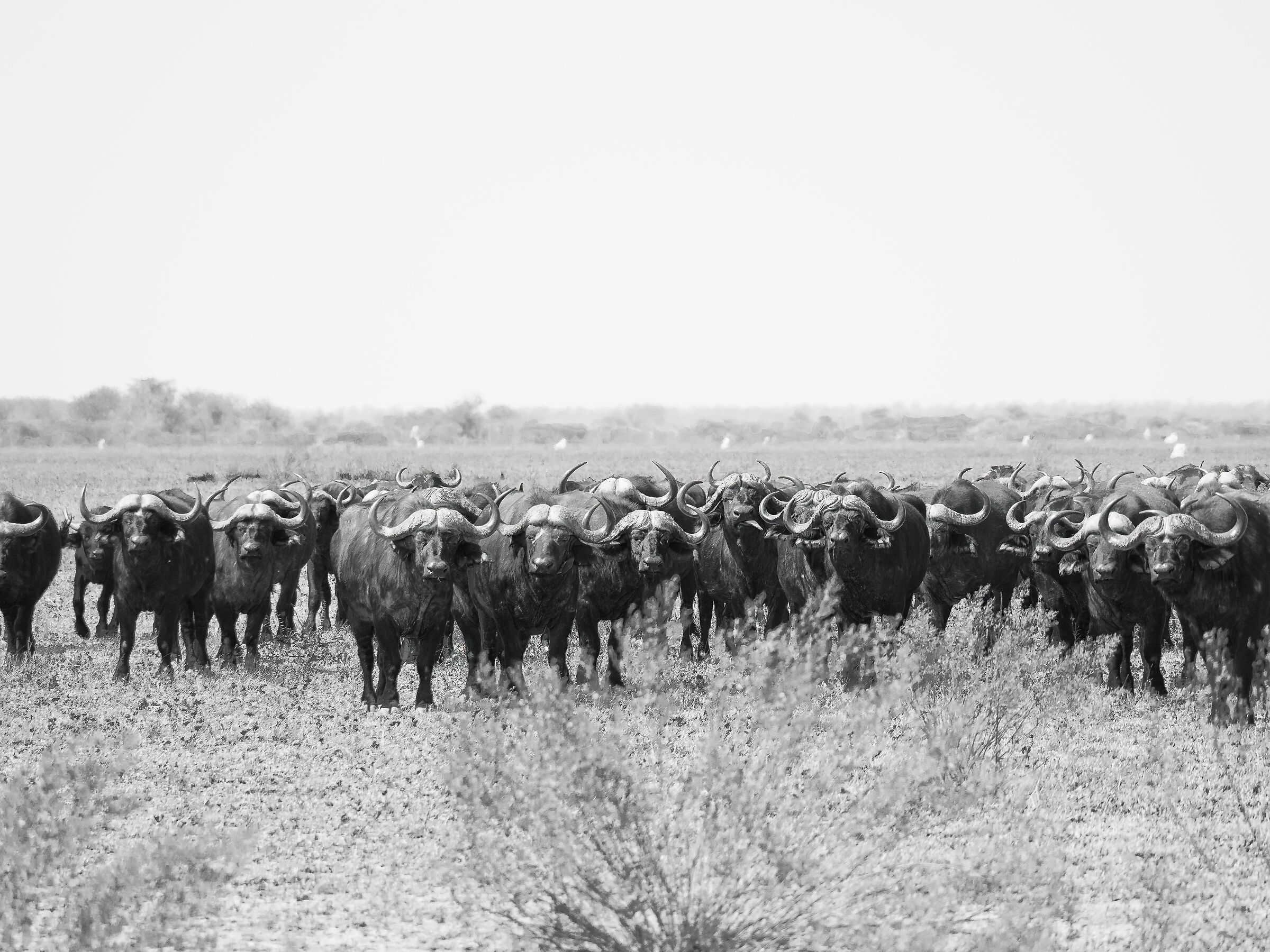 Buffalo