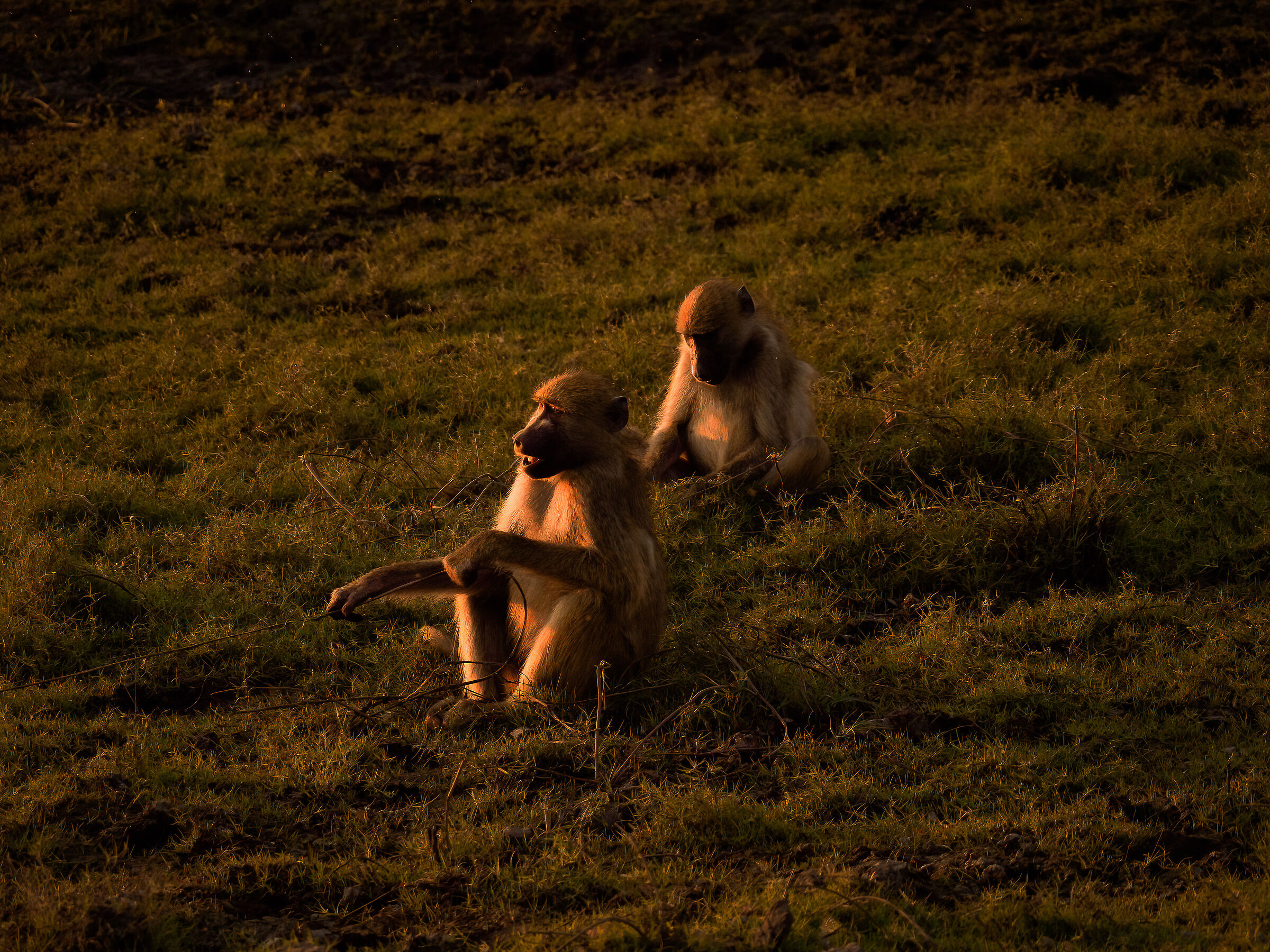 Baboons at Chobe