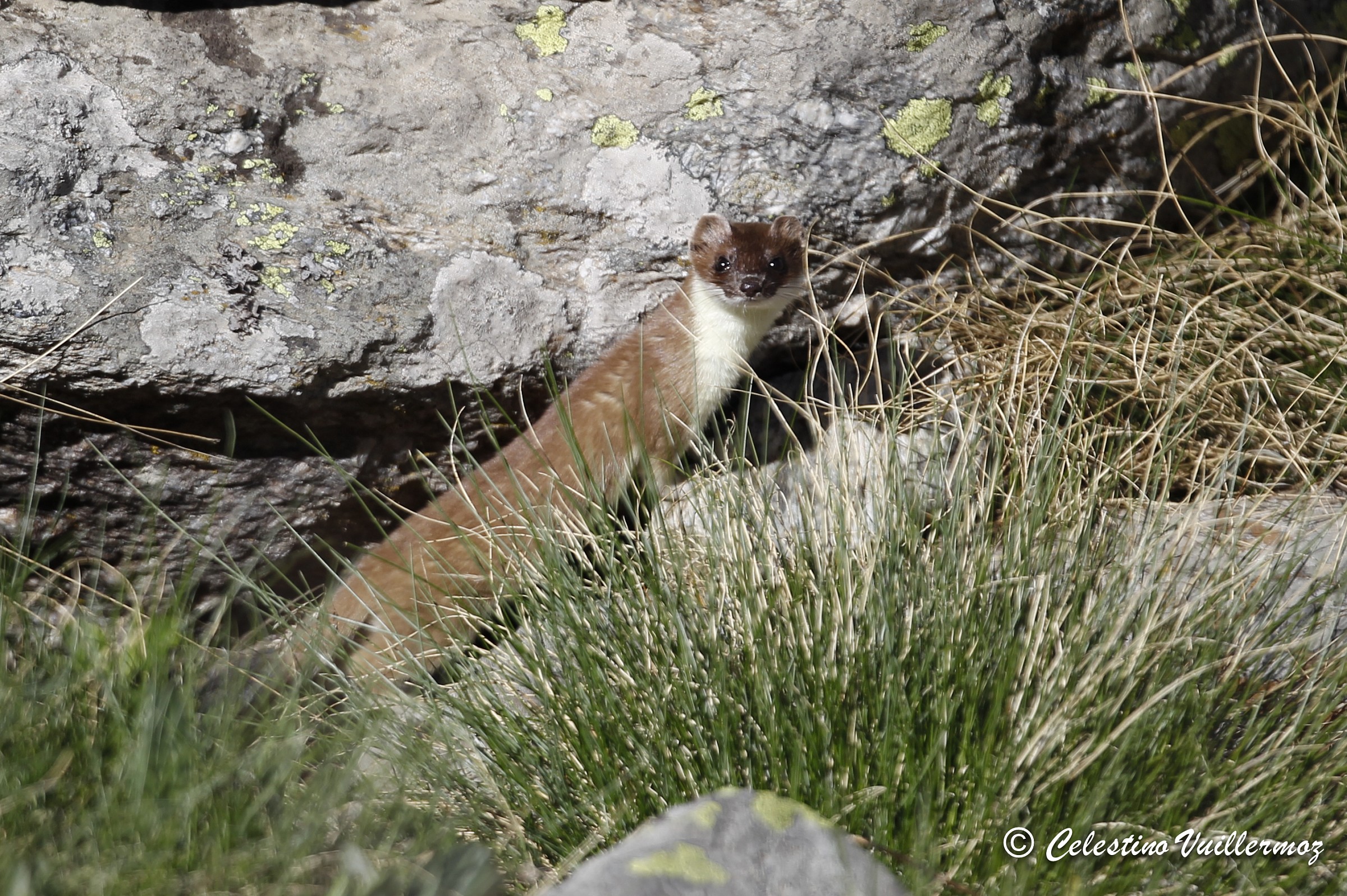 Ermellino con abito estivo