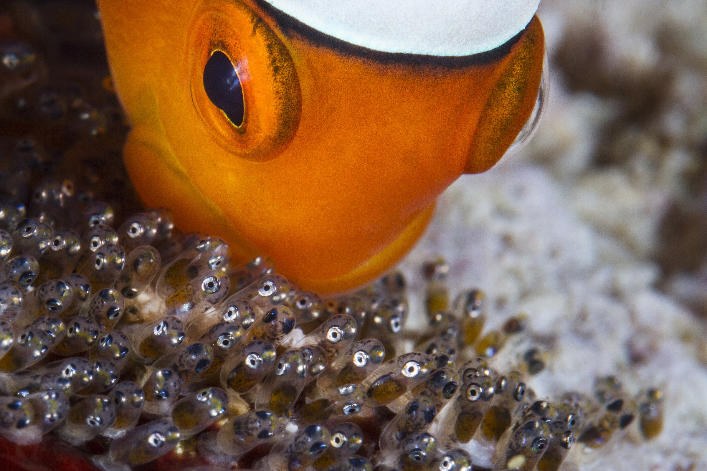 La mamma è sempre la mamma