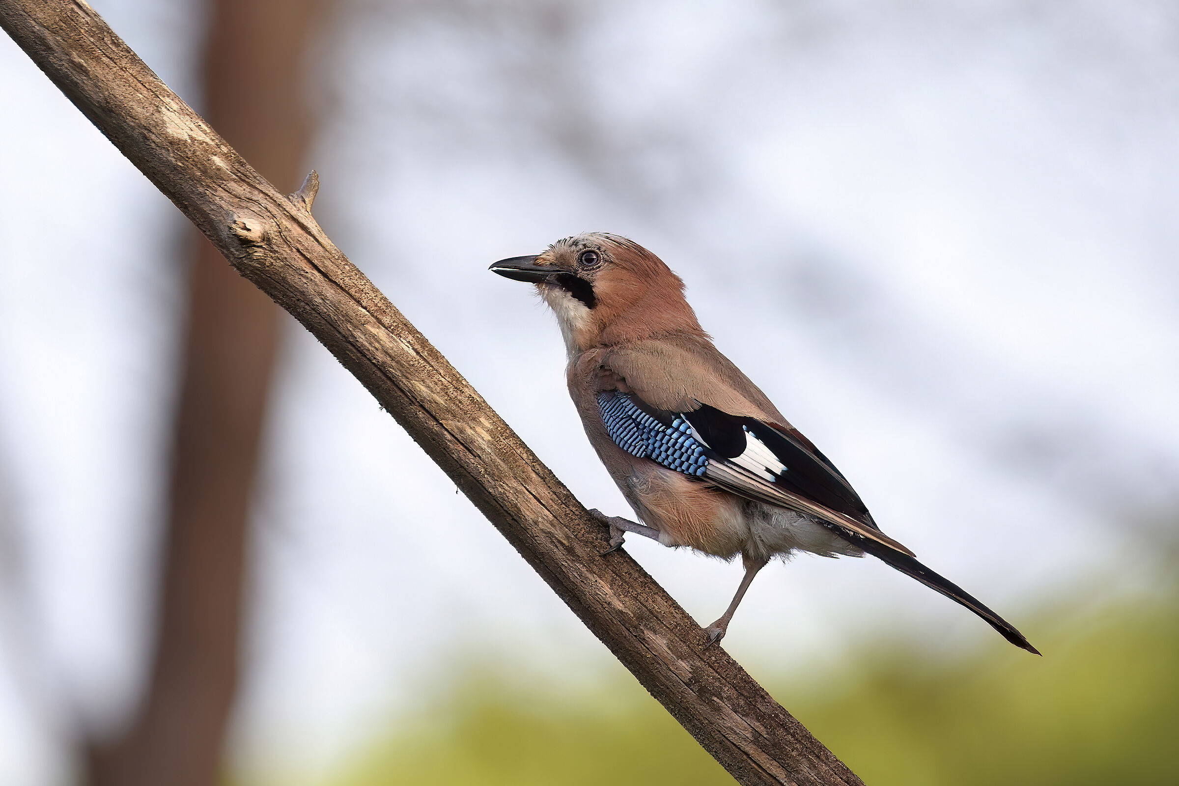 Jay