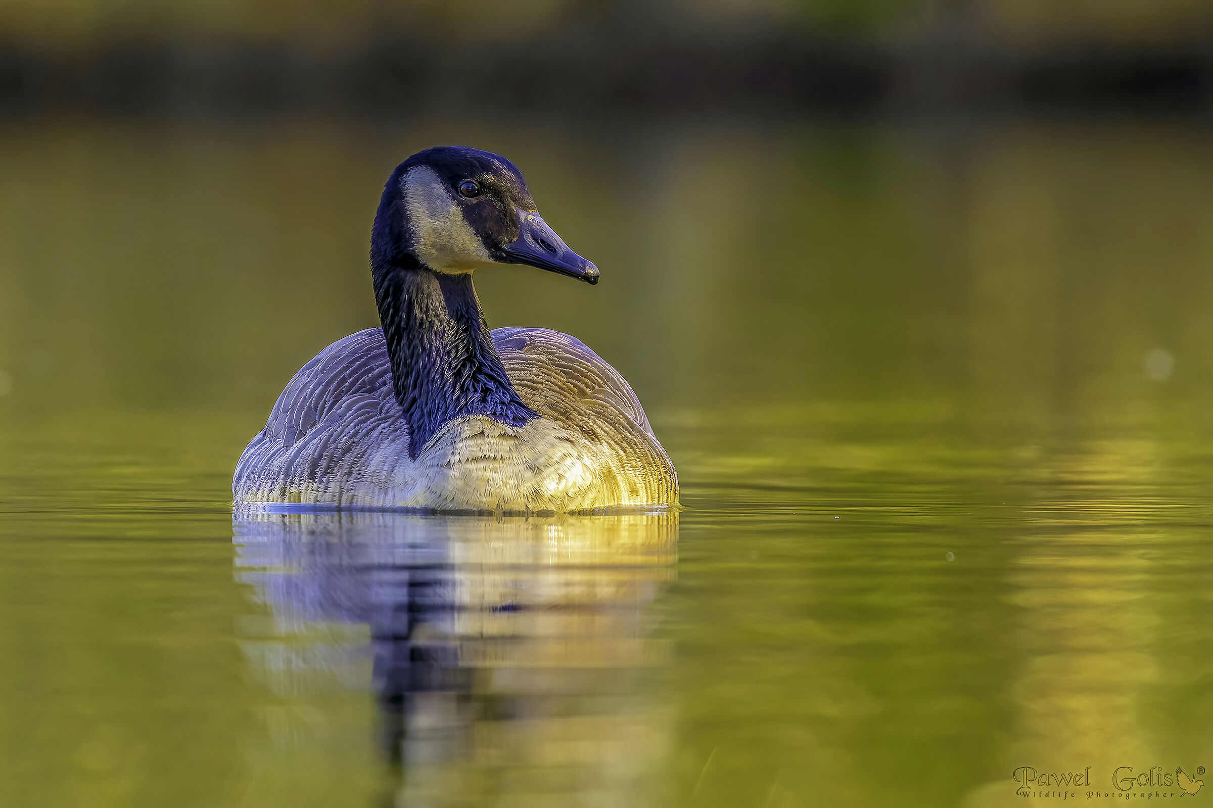 Oca canadese (Branta canadensis)