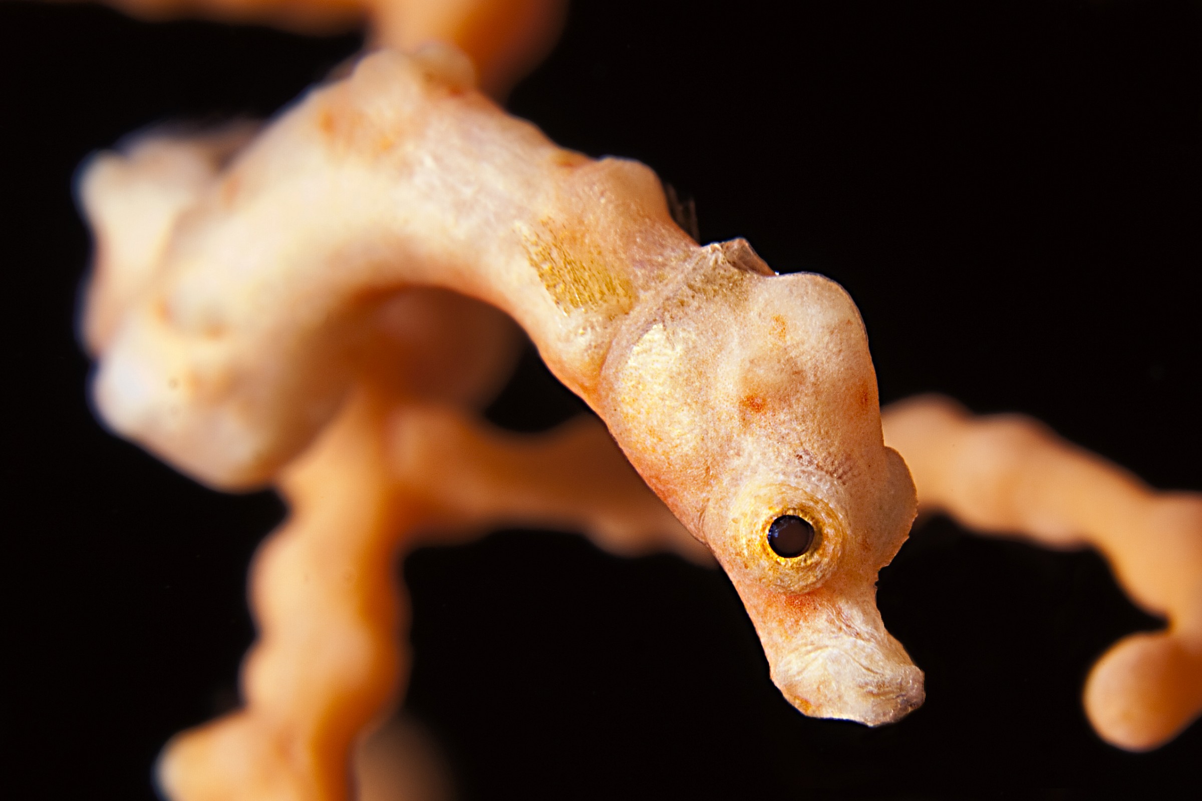 Pigmy seahorse