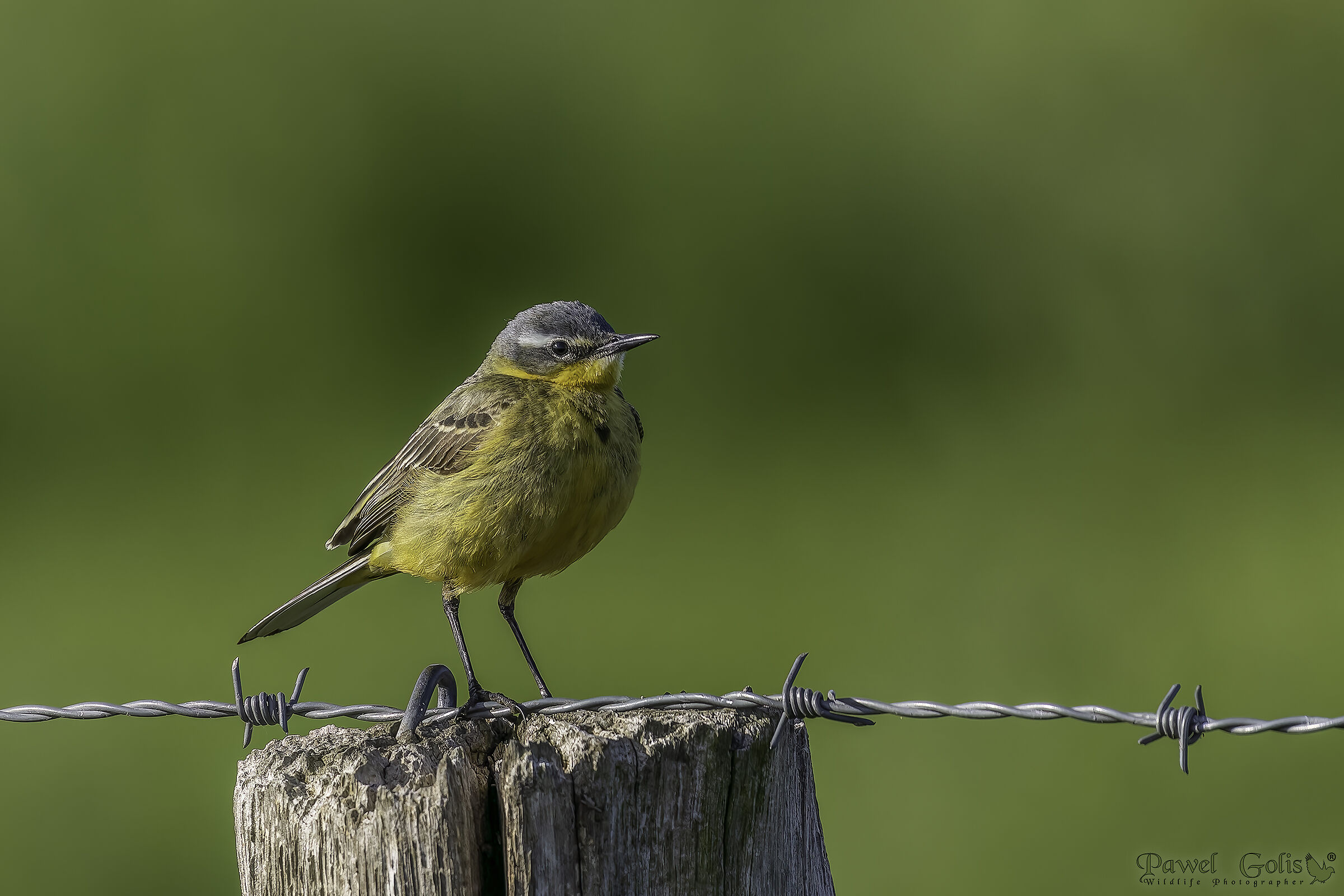 Ballerina gialla (Motacilla flava)