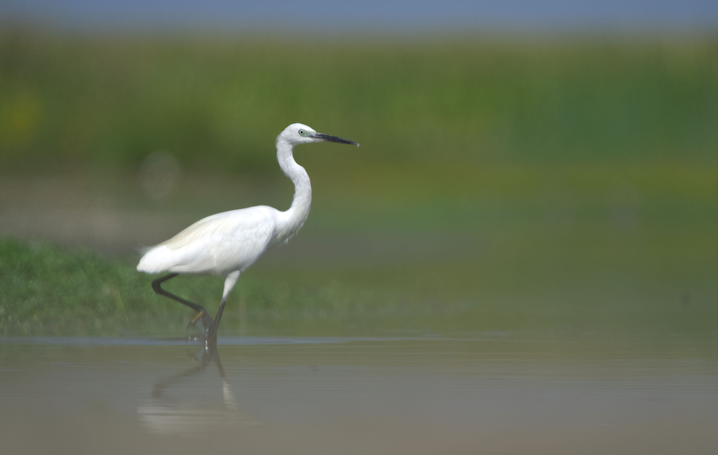 Egret