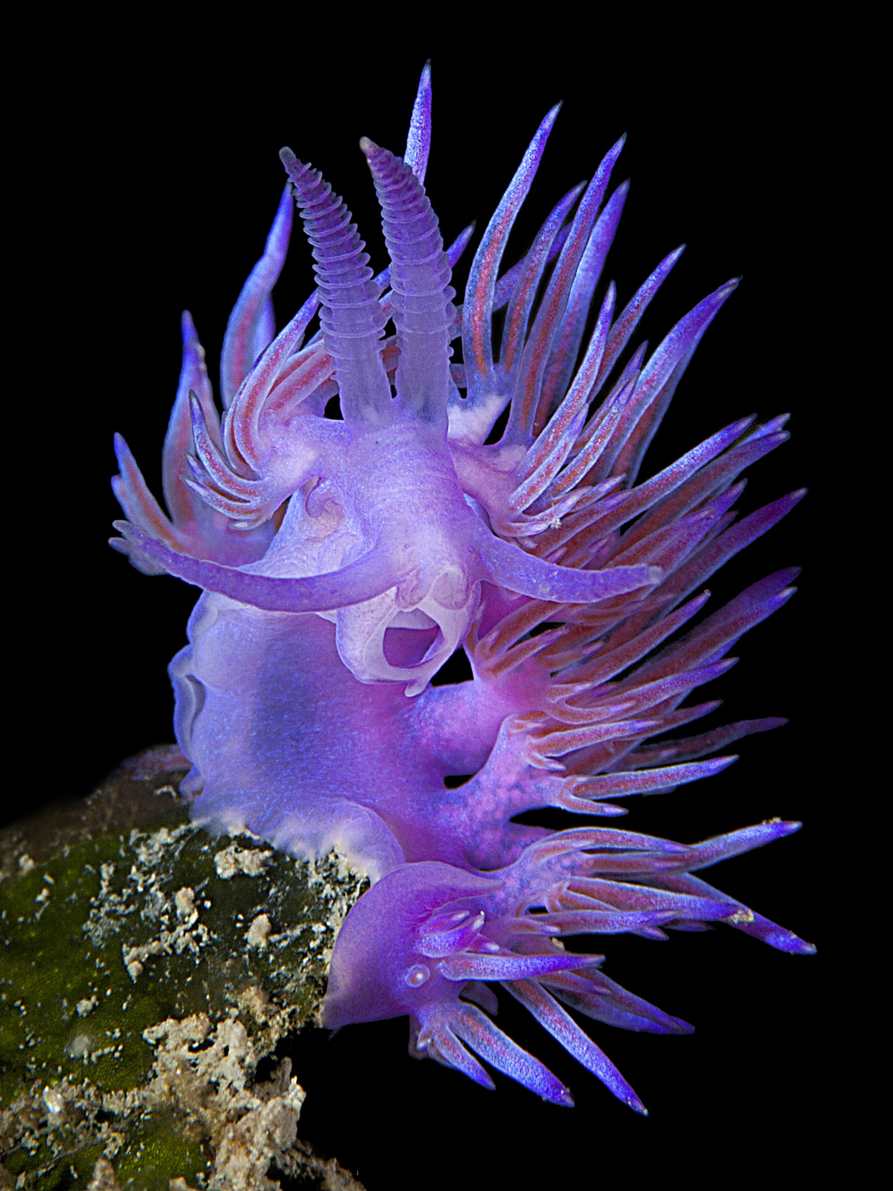 Nudibranco