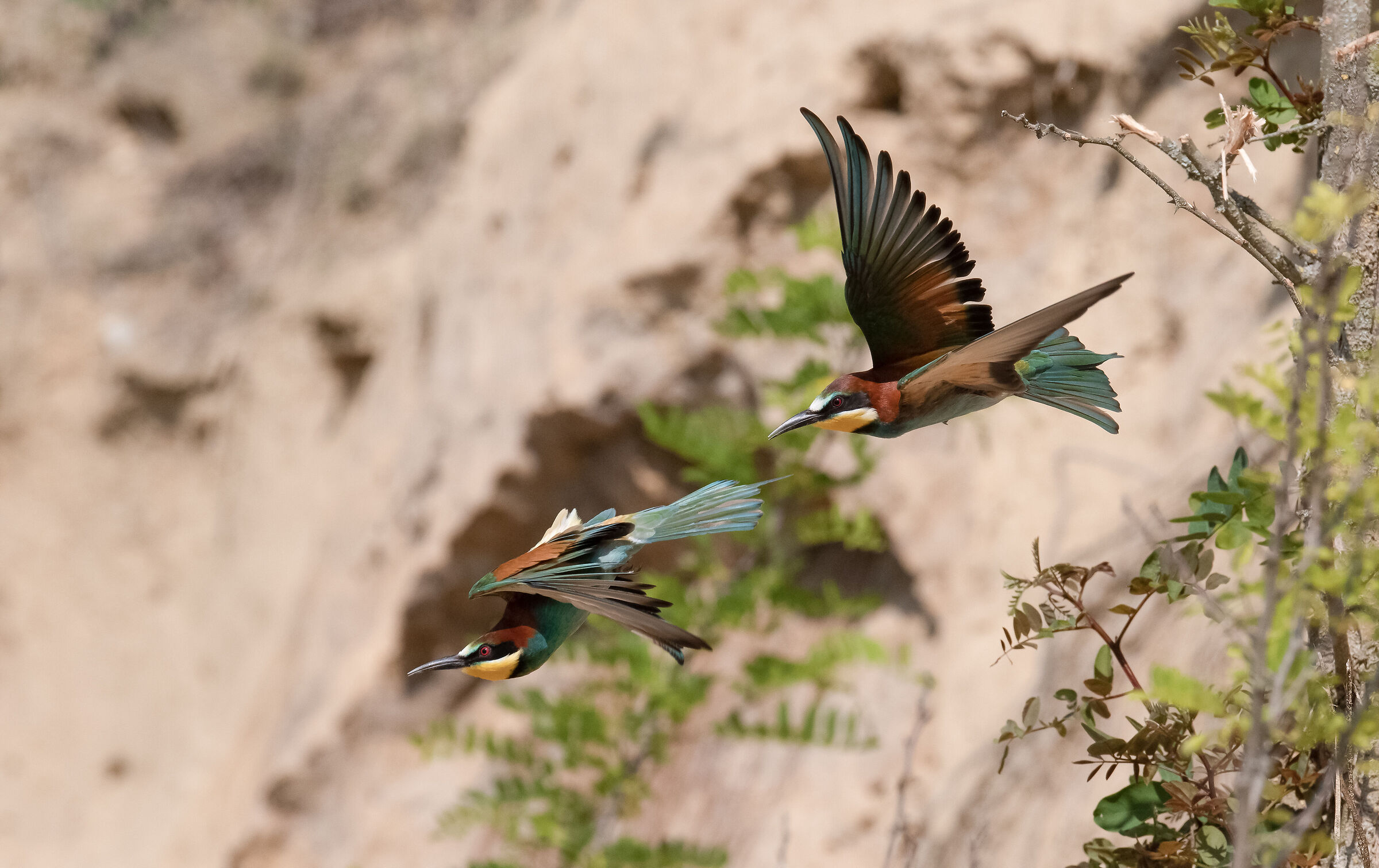 Bee-eaters - dive hunting
