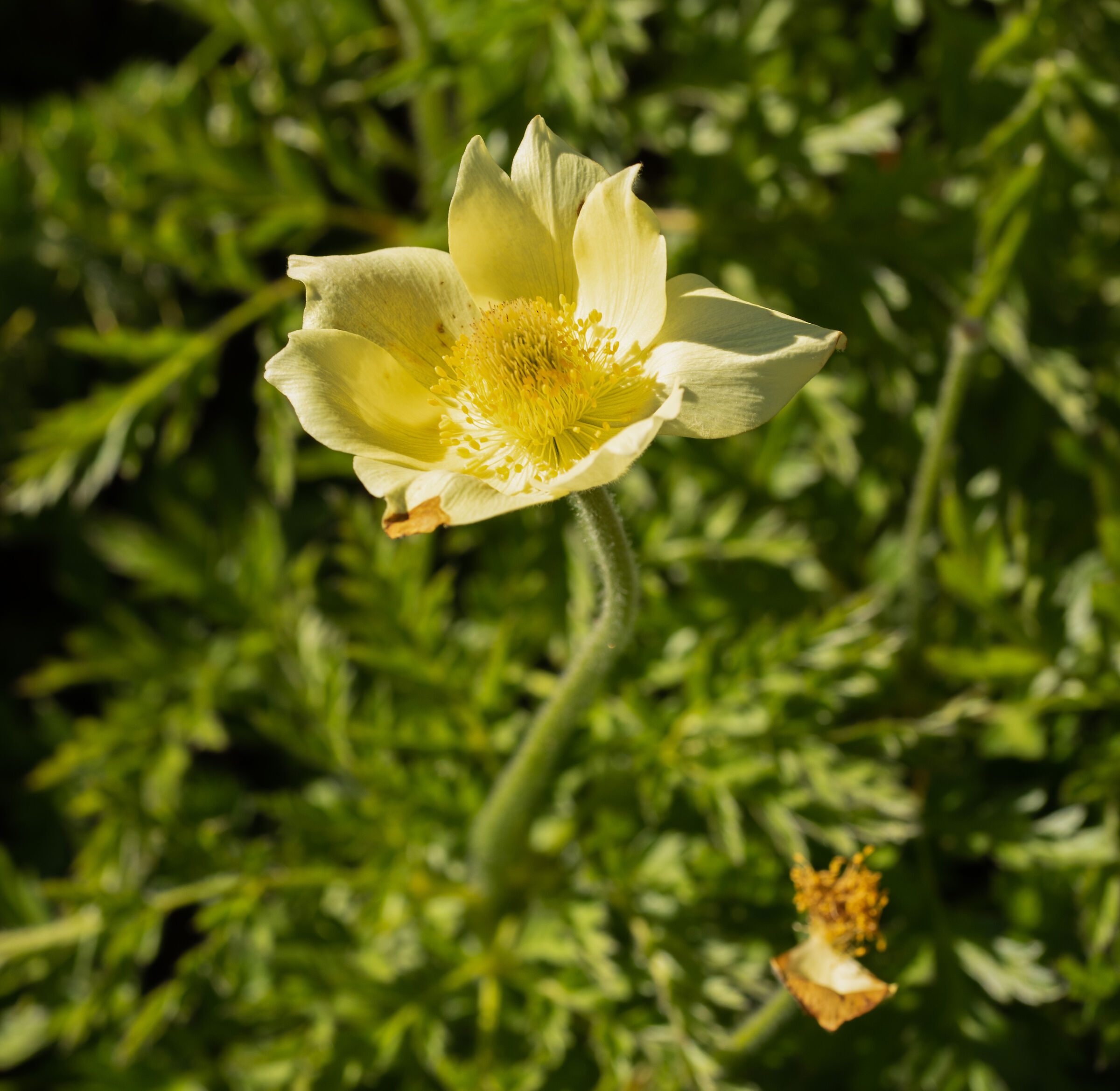 Pulmatilla alpina