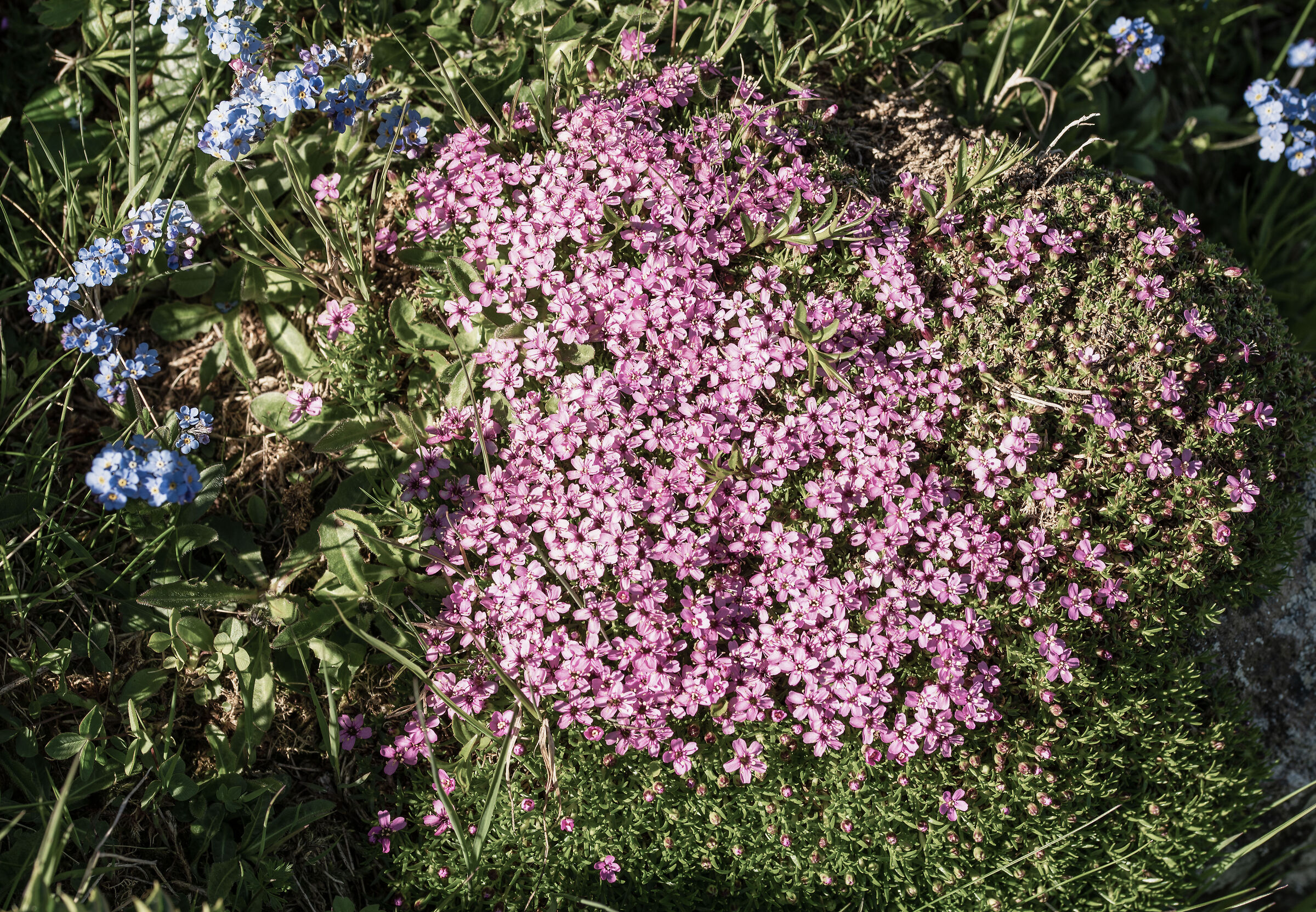 Silene acaulis