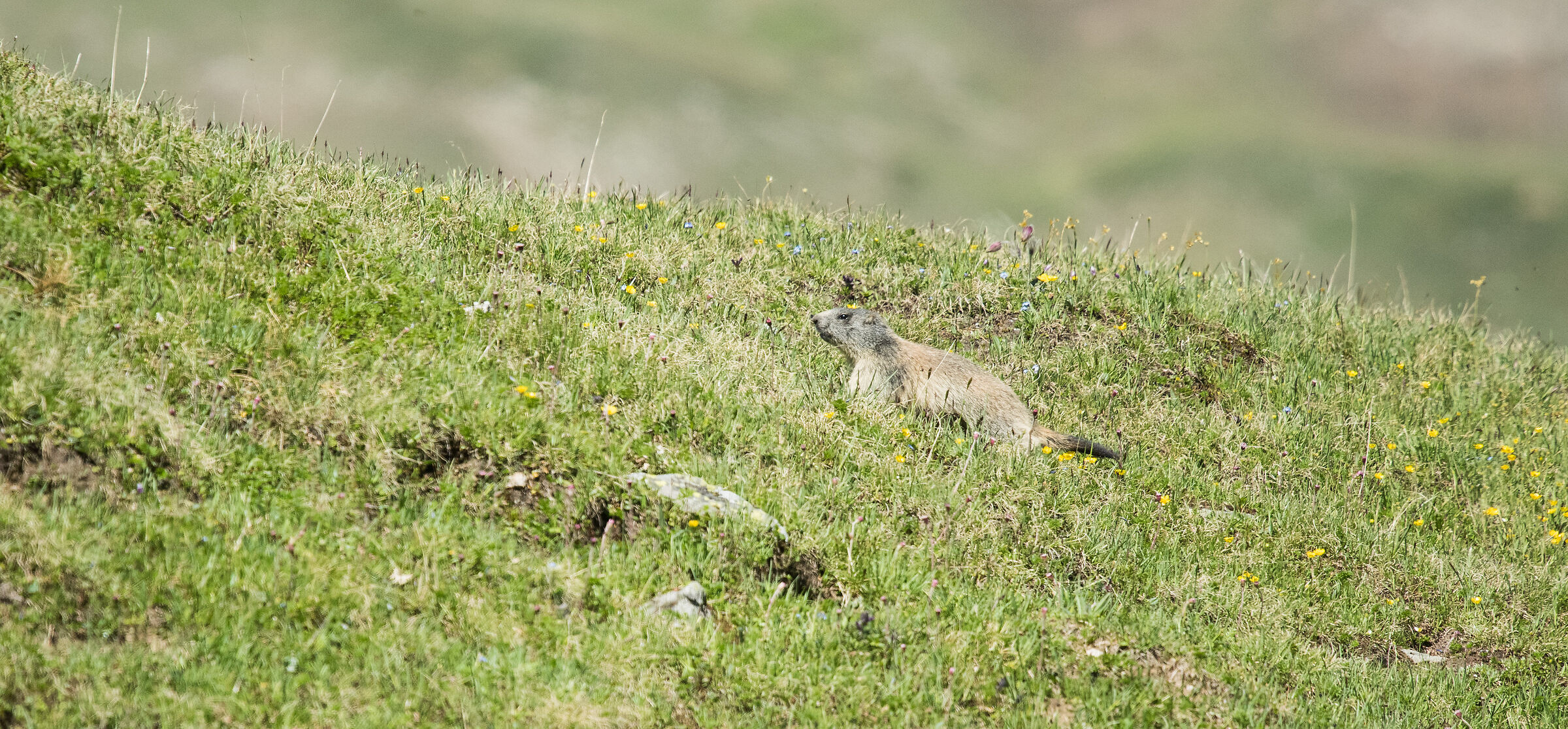 marmot