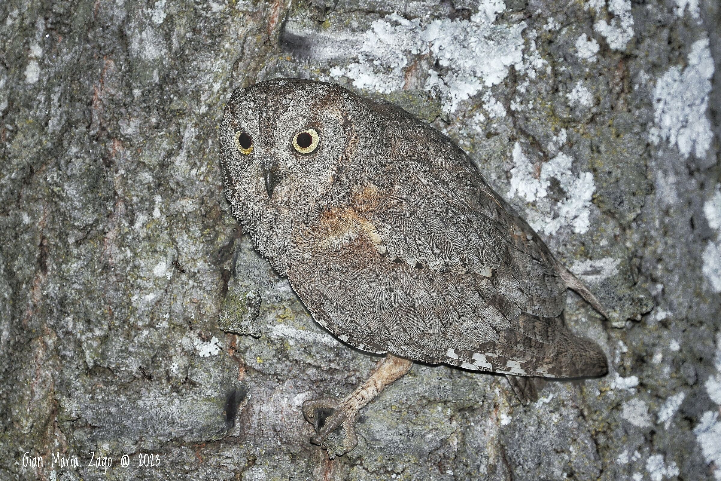 The camouflage of the assiolo