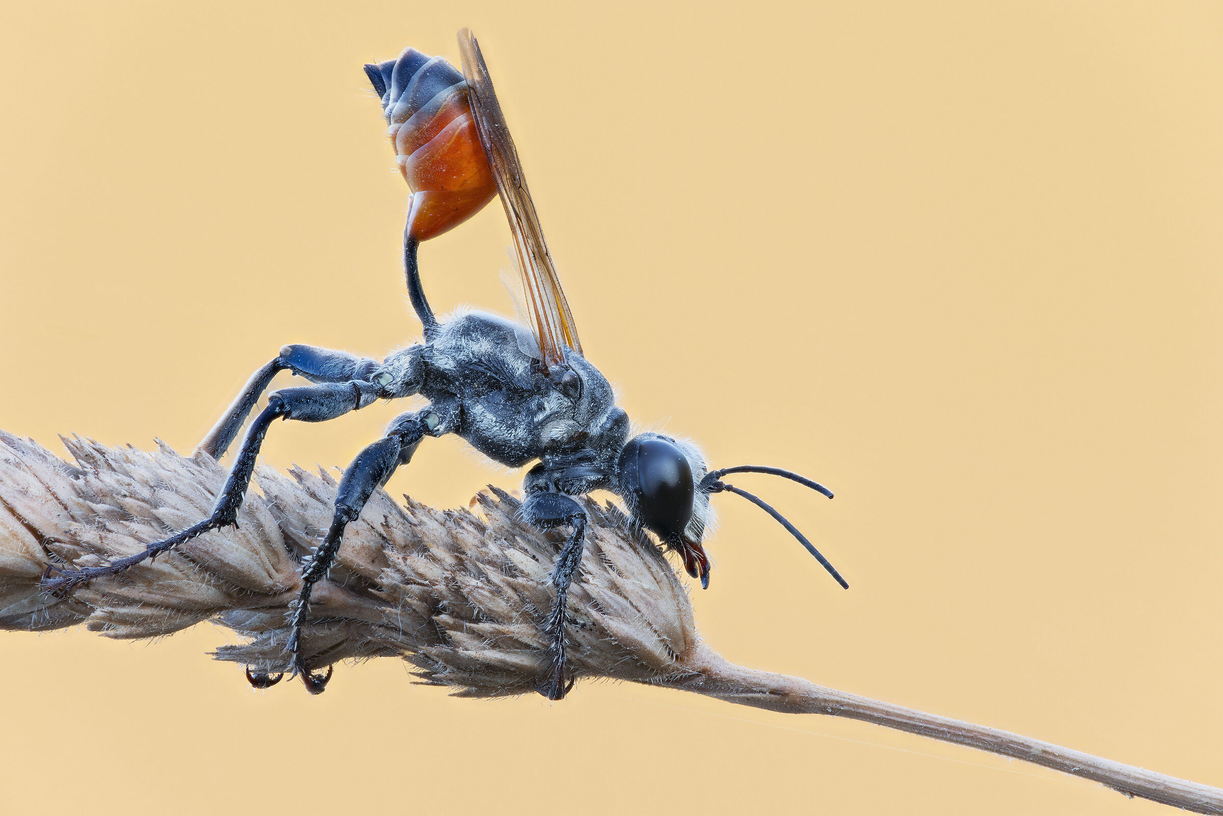 Prionyx kirbii