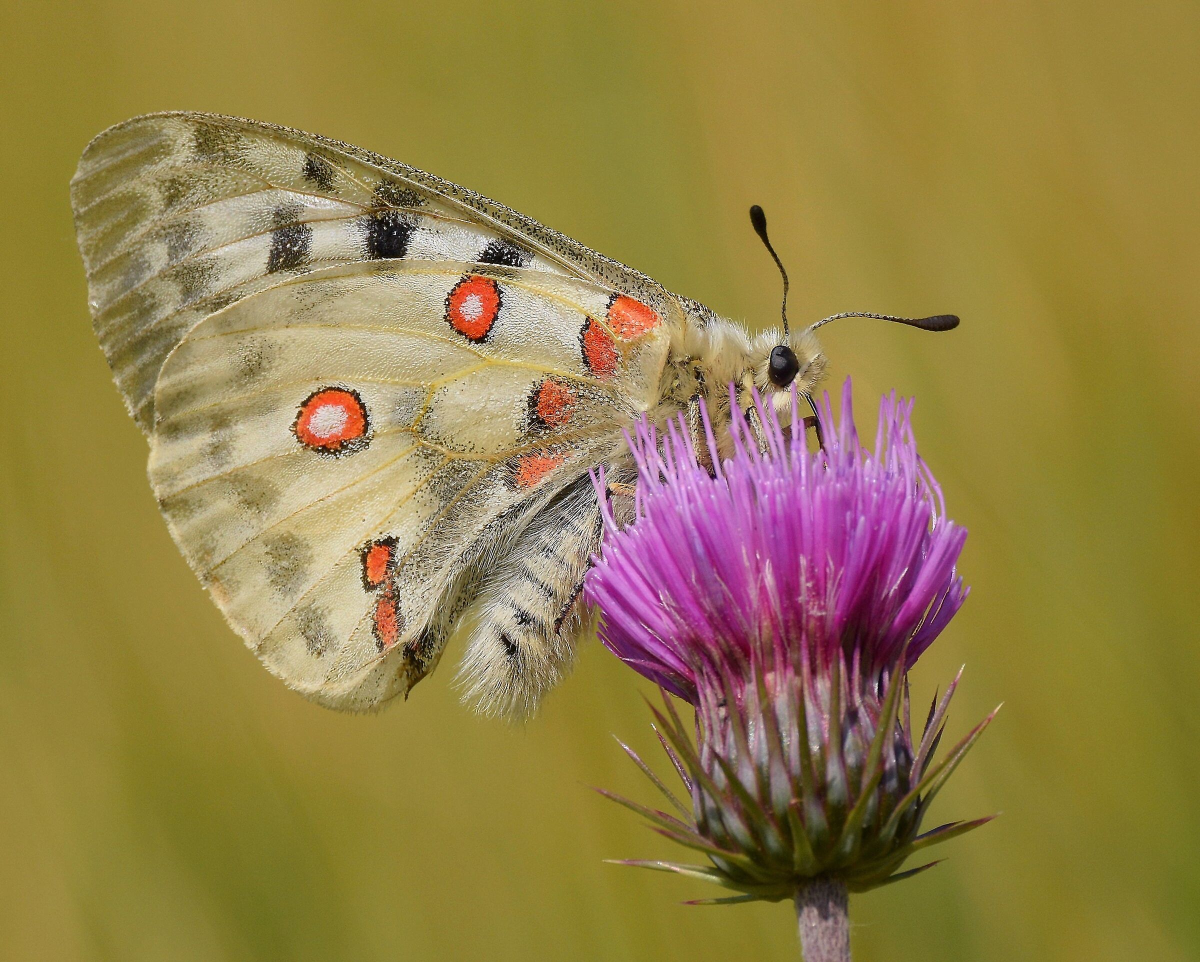 Apollo (Parnassius apollo)