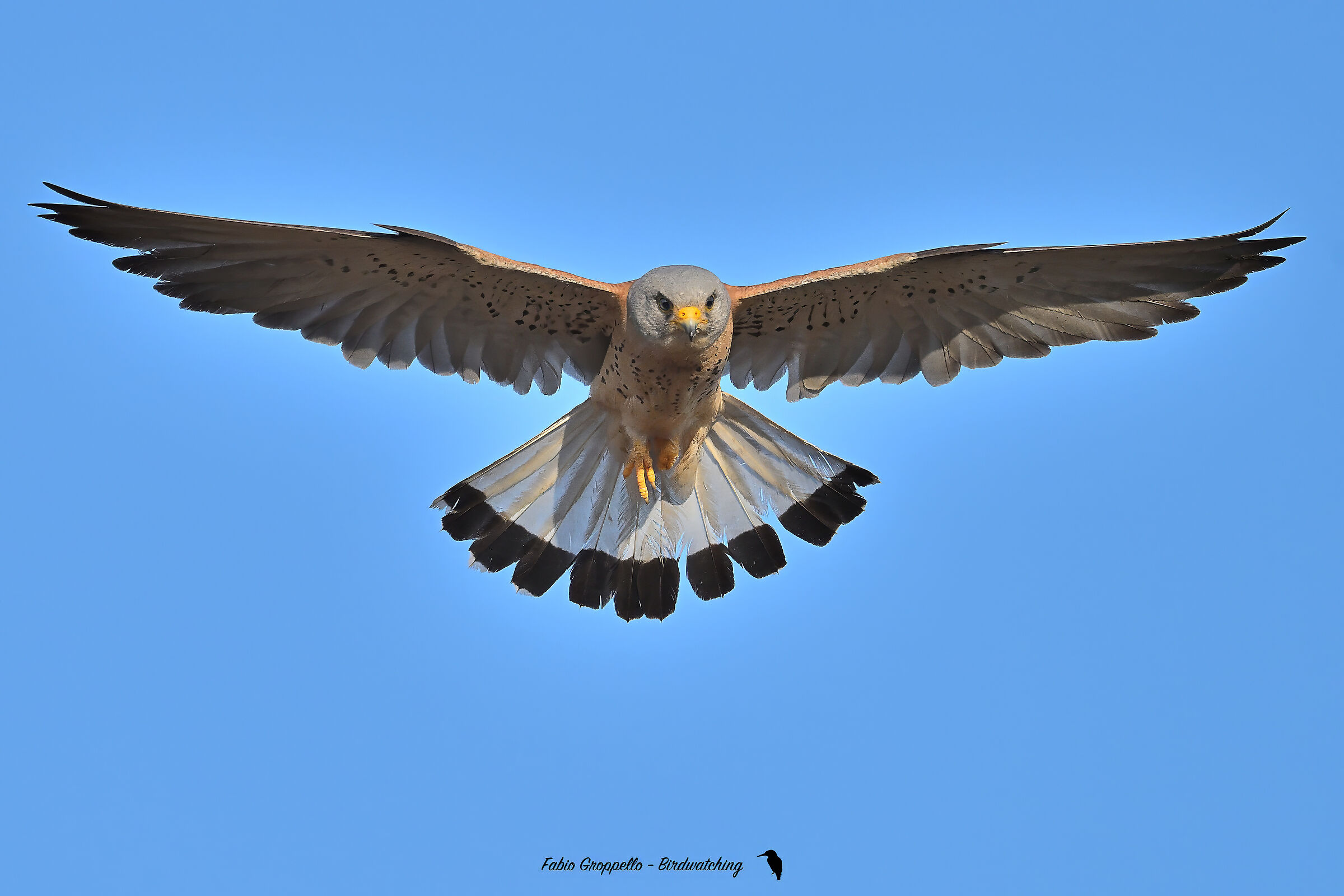 Lesser Kestrel