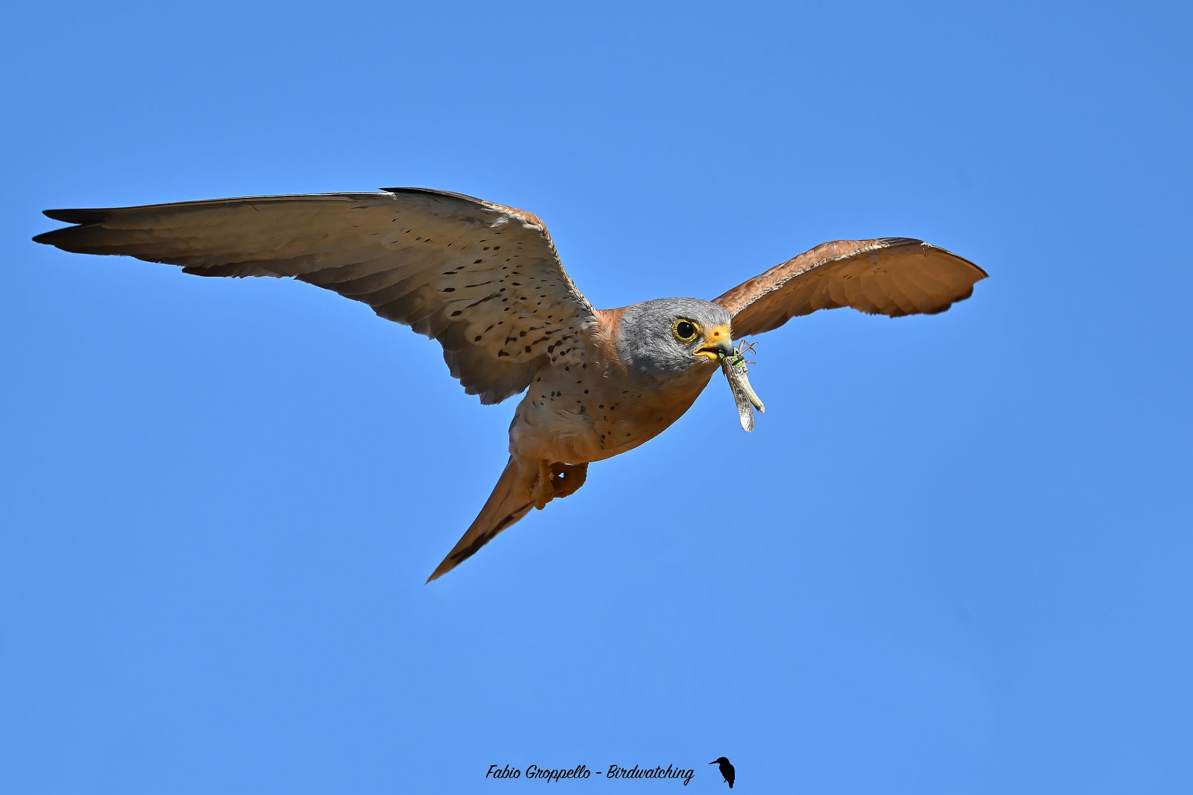 Lesser Kestrel