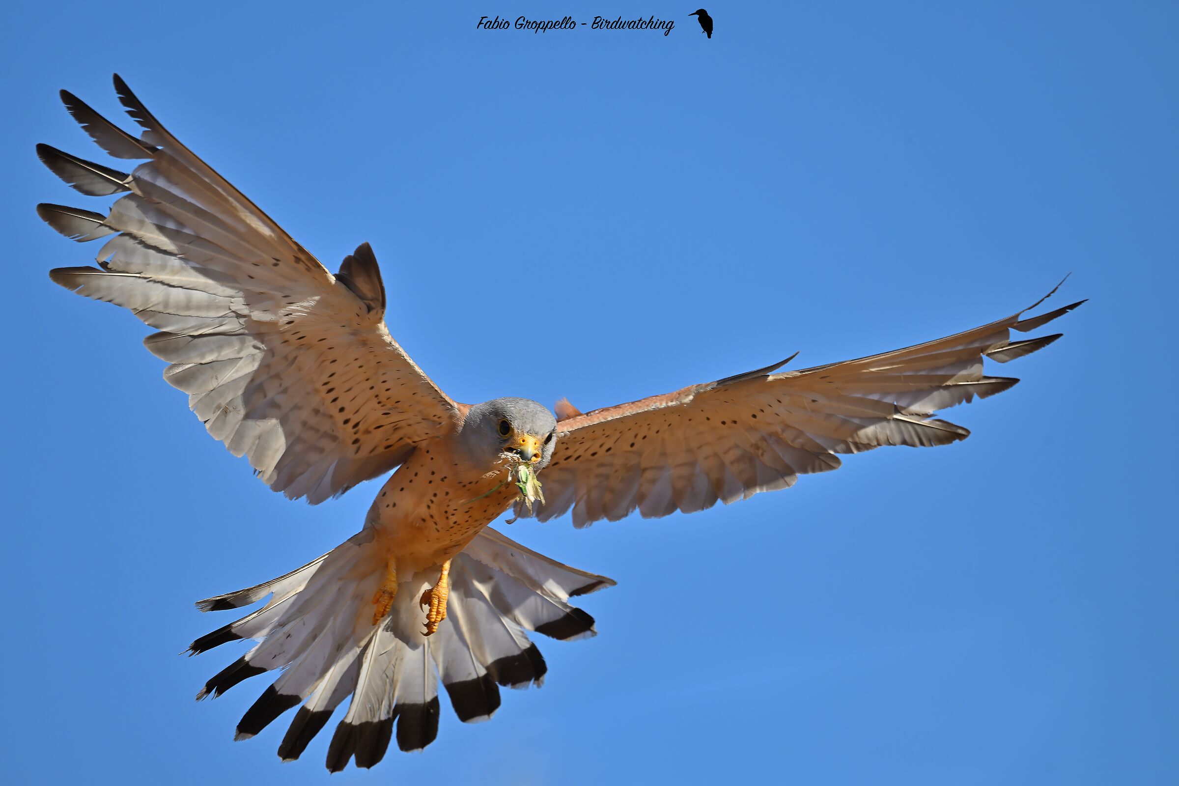 Lesser Kestrel with Prey