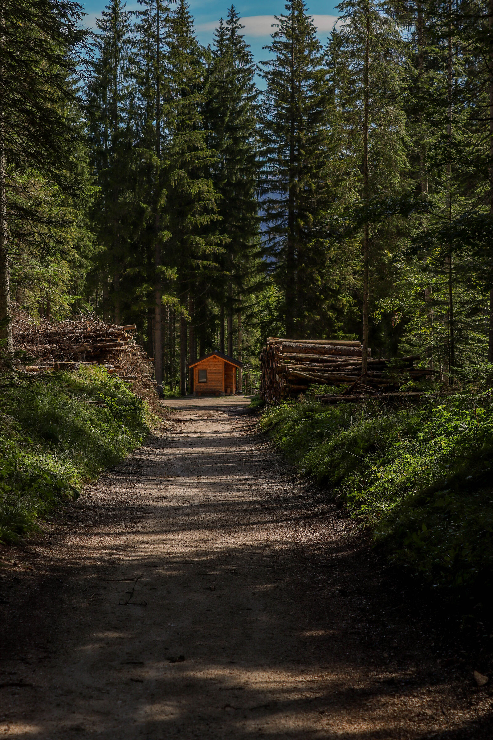 Somarida forest