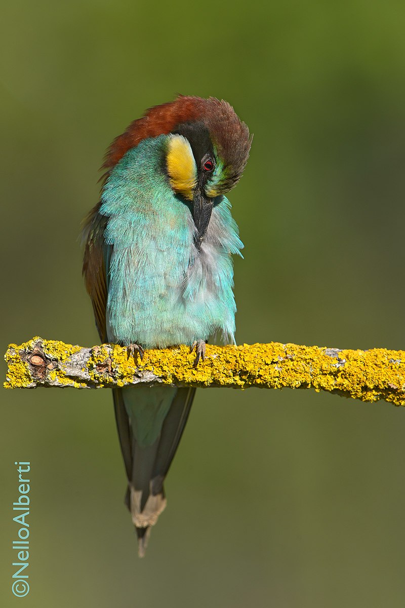 cleaning the plumage