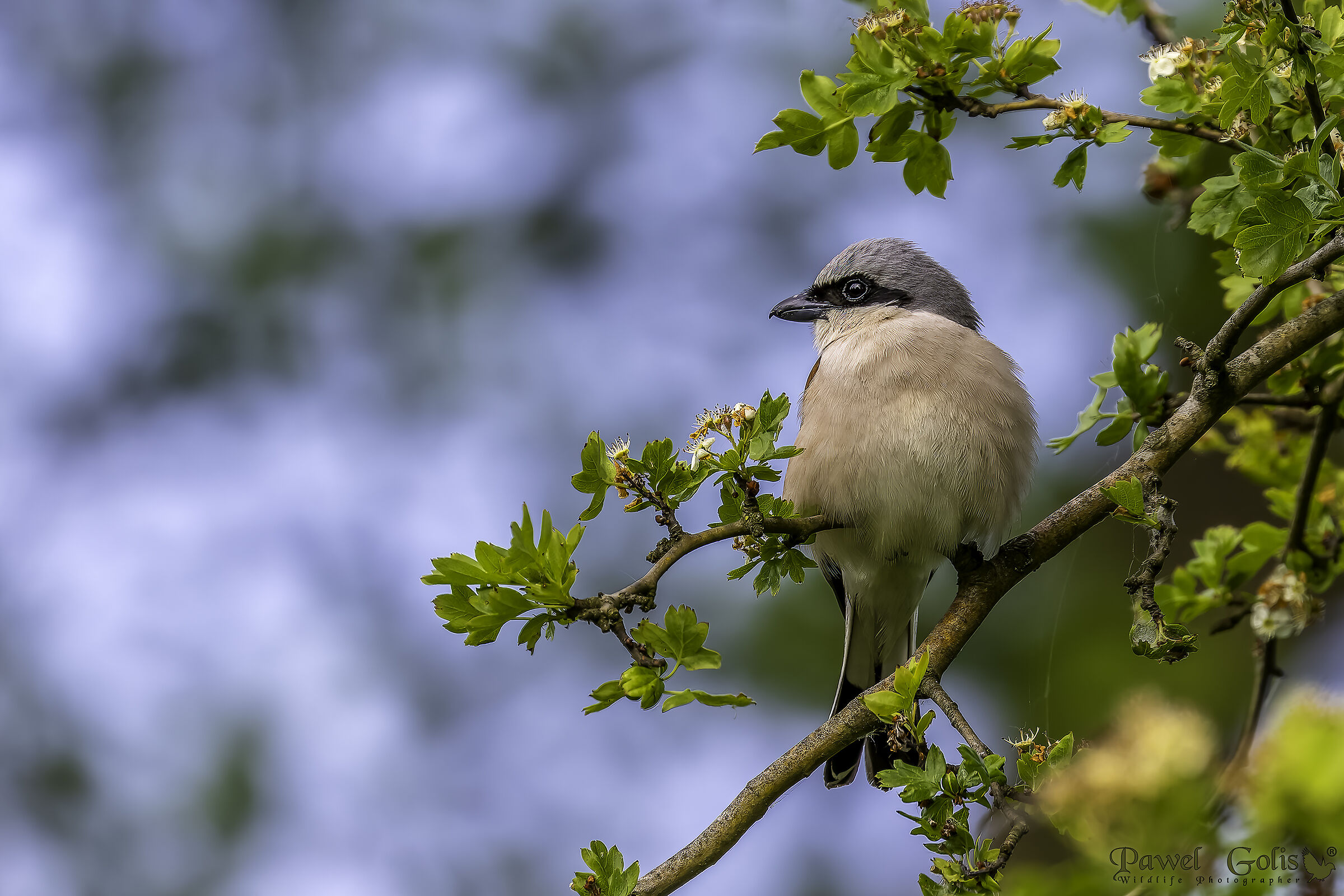 Averla dorsorosso (Lanius collurio)
