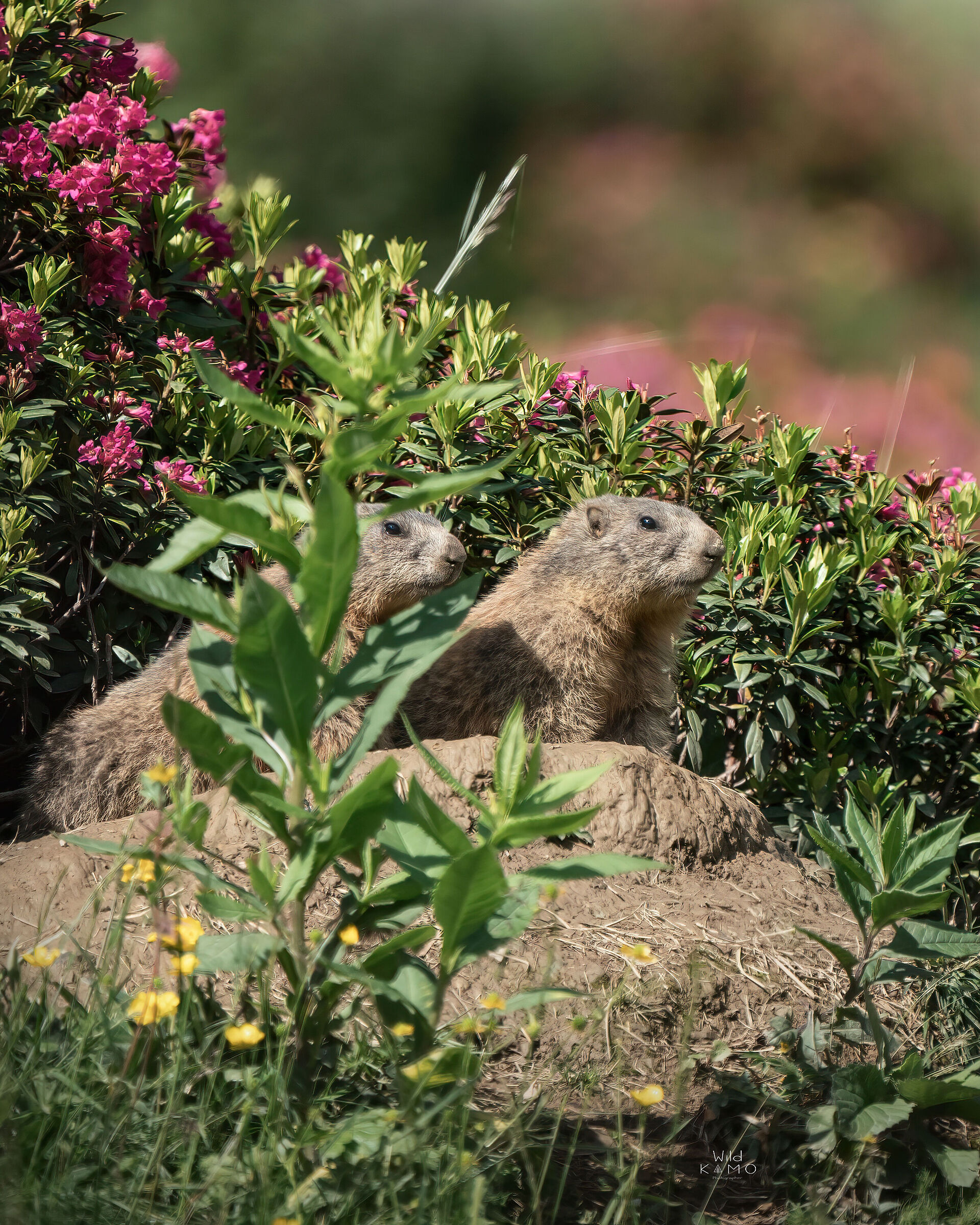 Curious marmots