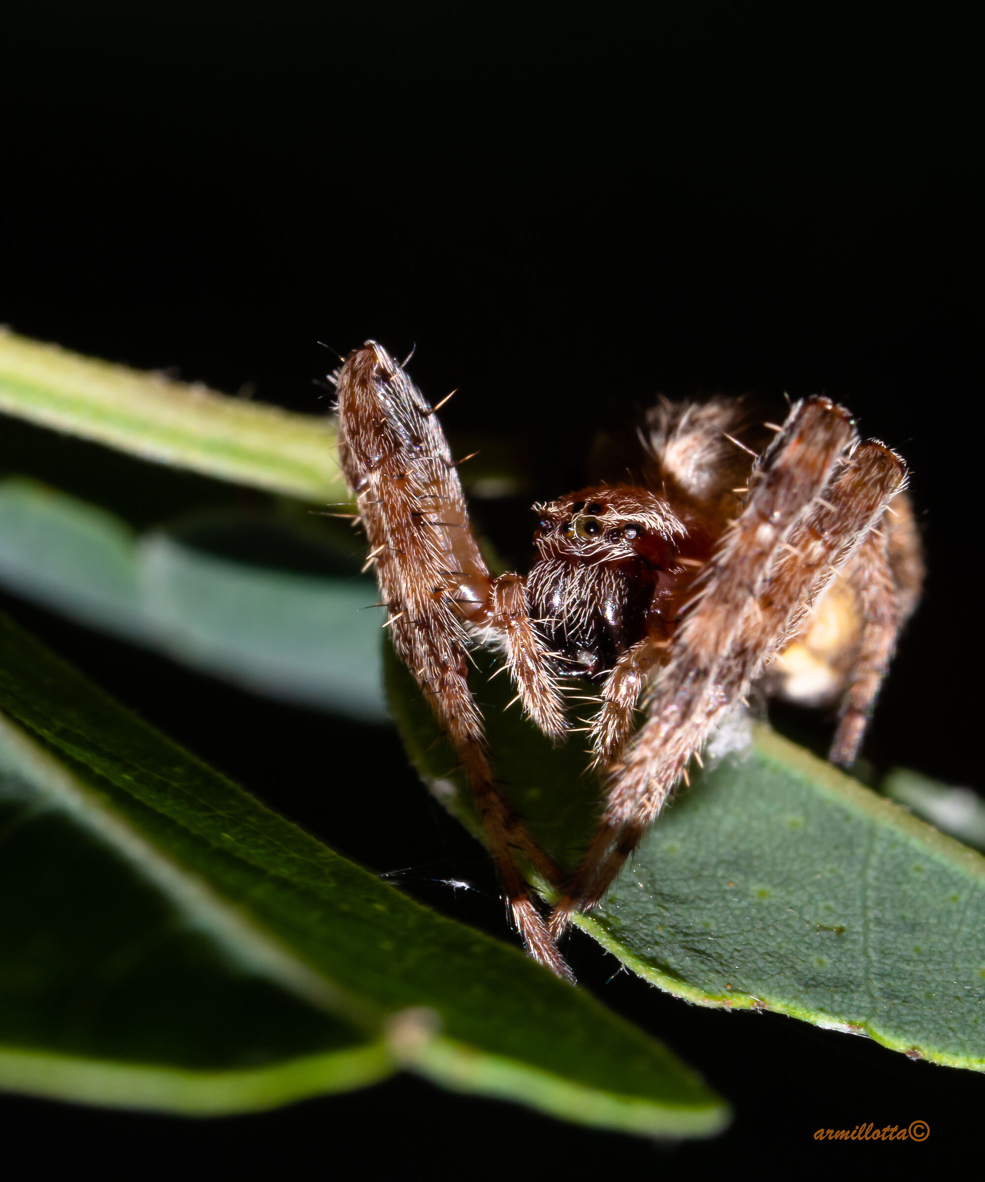 Philodromus cespitum