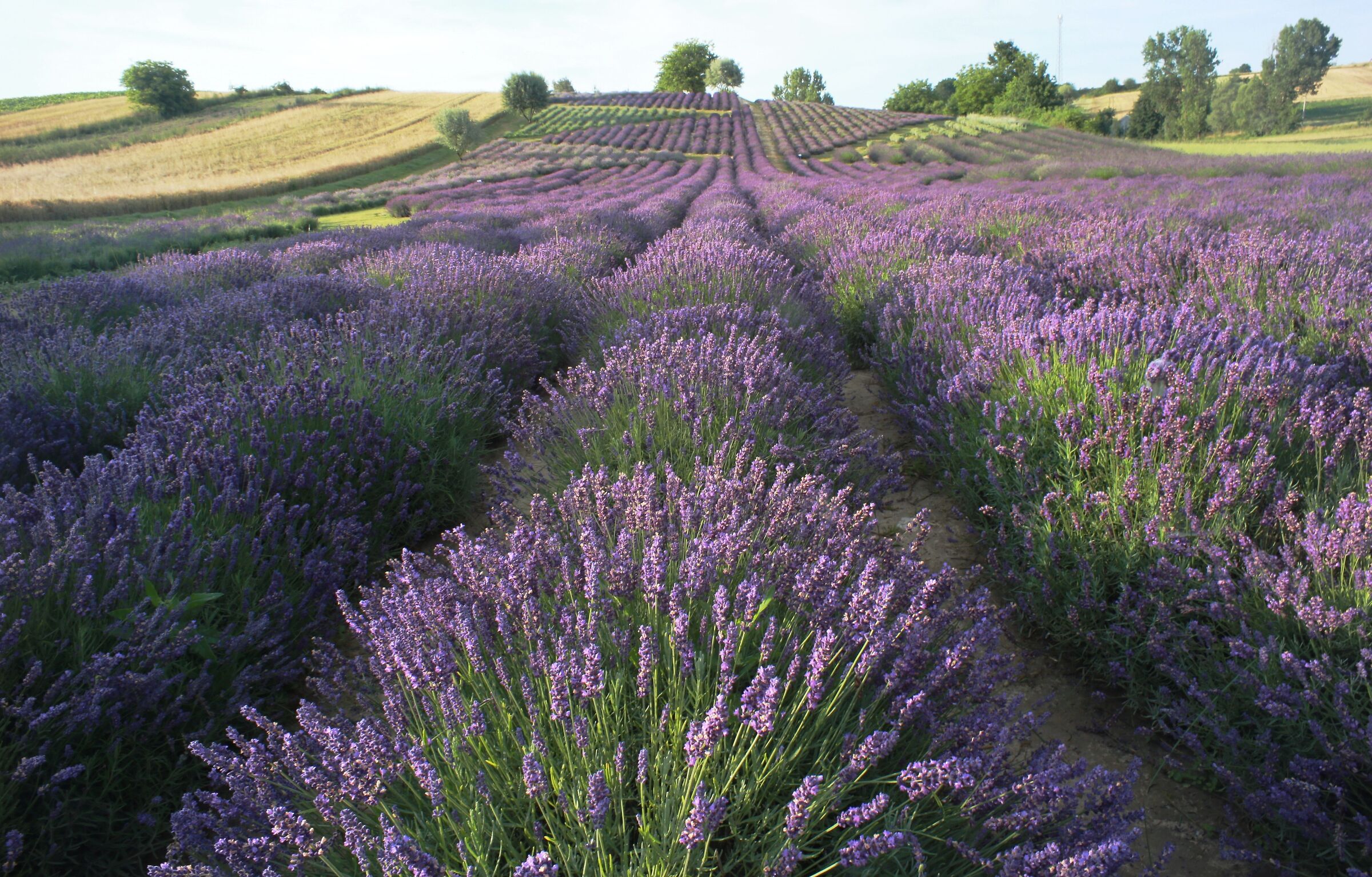 Lavanda