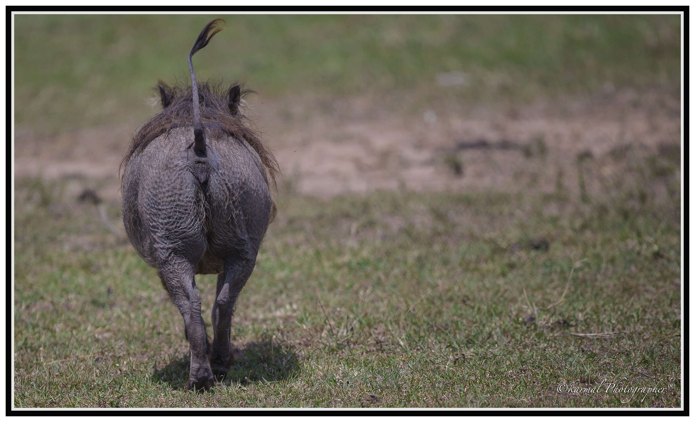 Phacochoerus africanus