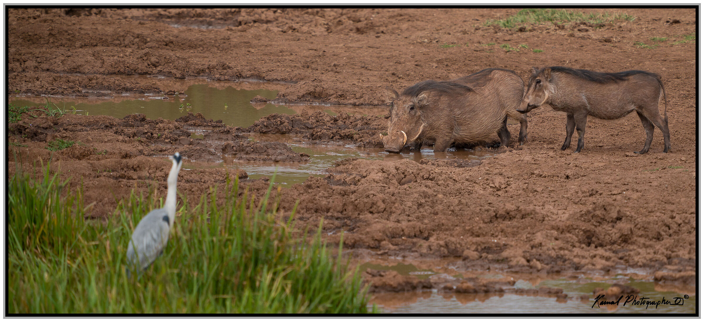 Phacochoerus africanus