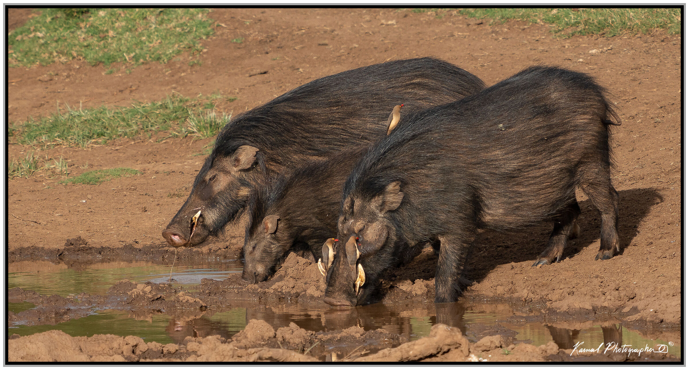 Phacochoerus africanus