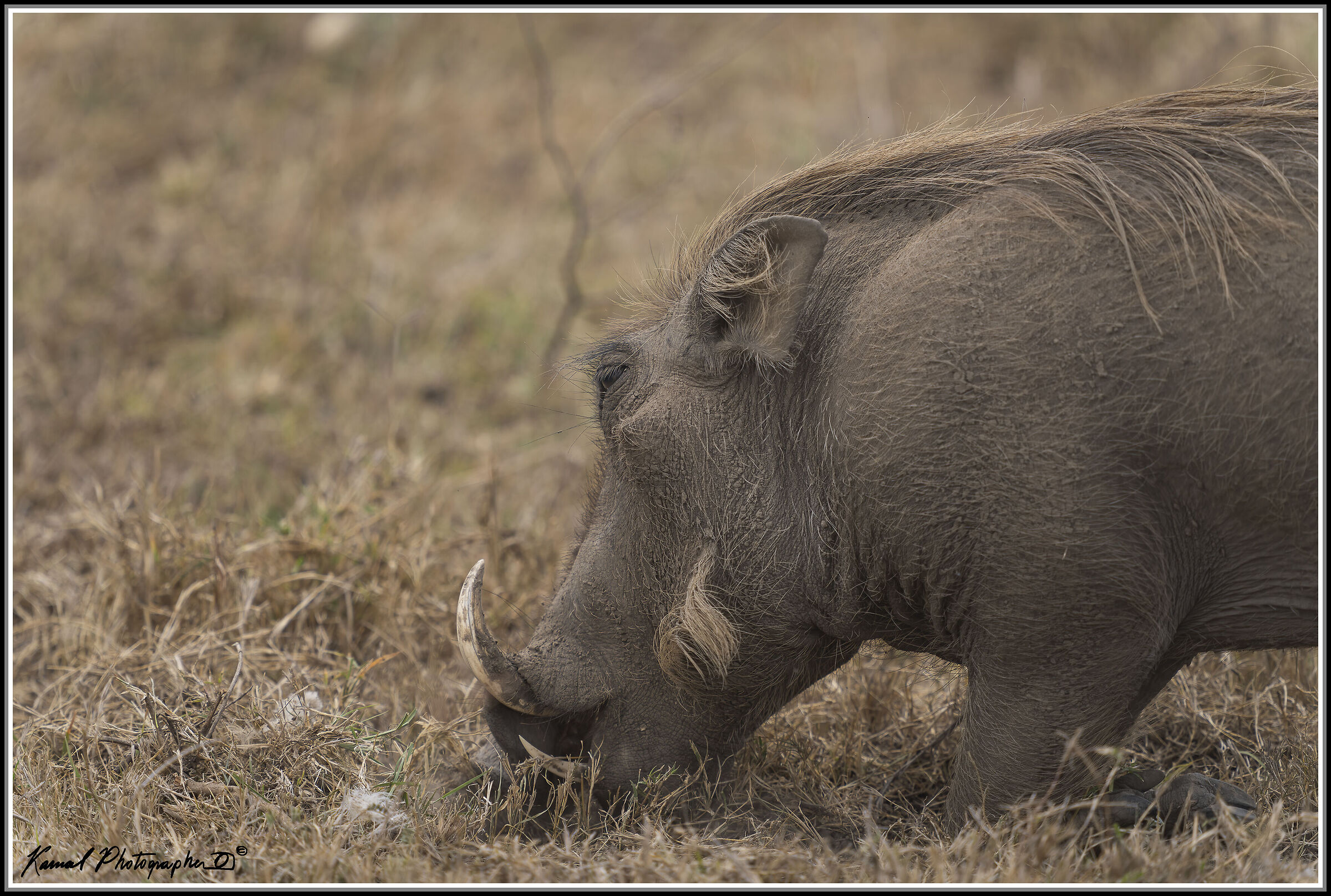 Phacochoerus africanus