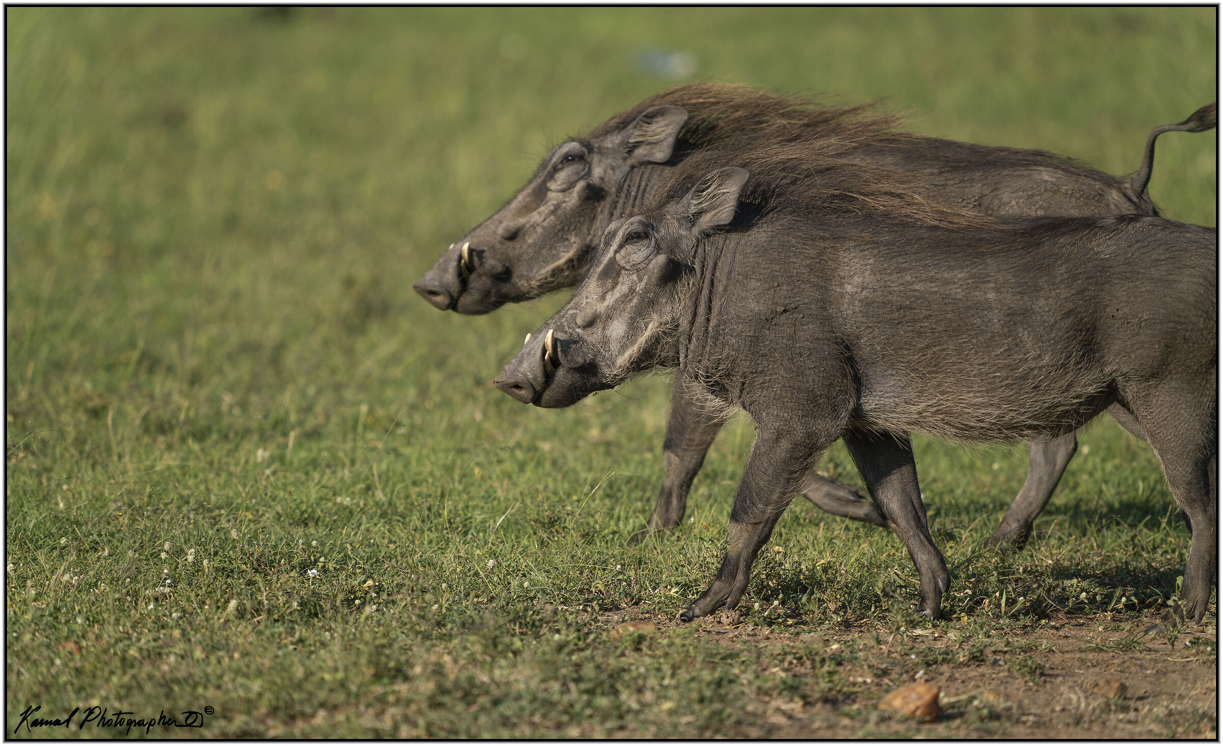 Phacochoerus africanus