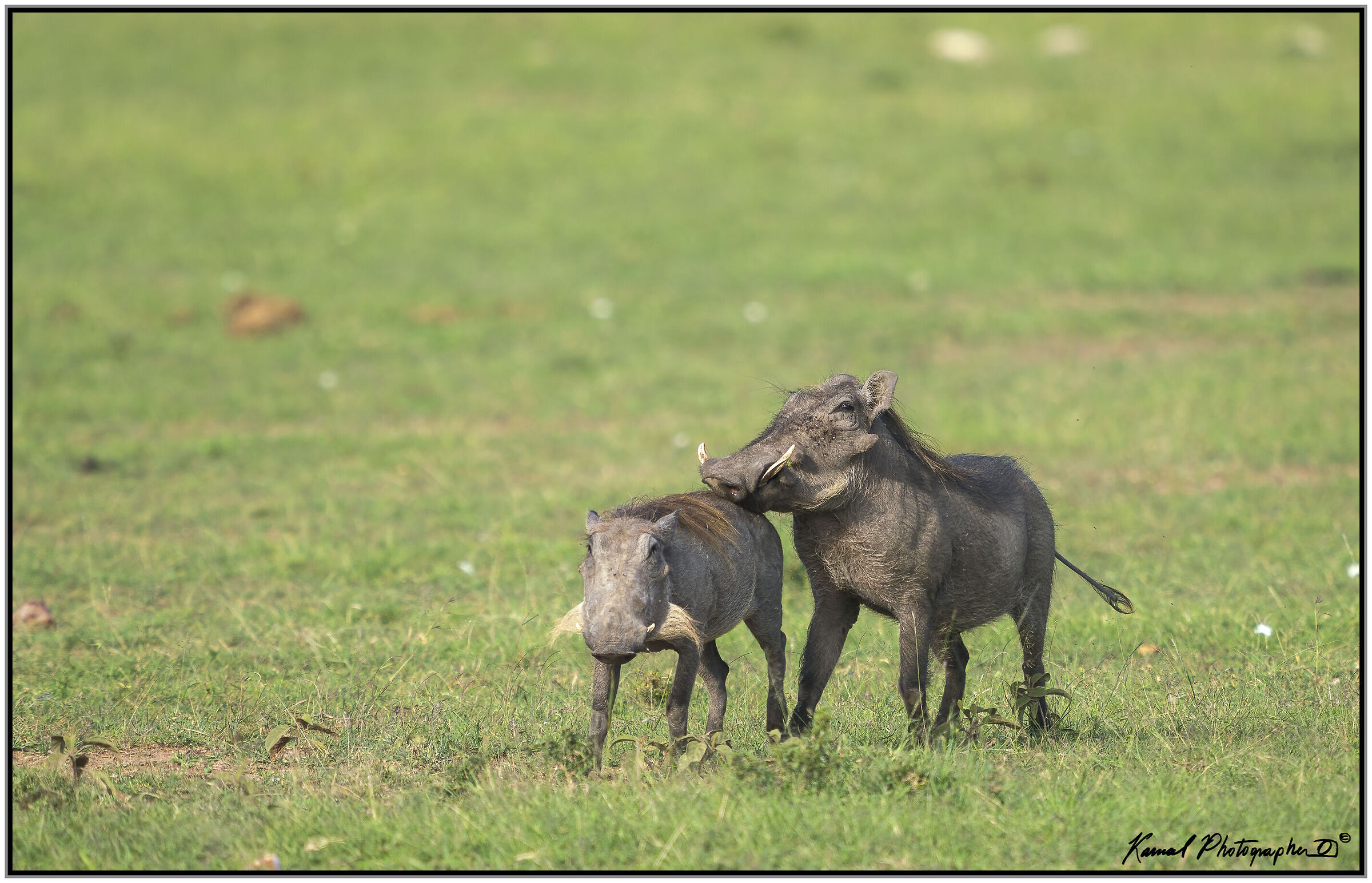 Phacochoerus africanus