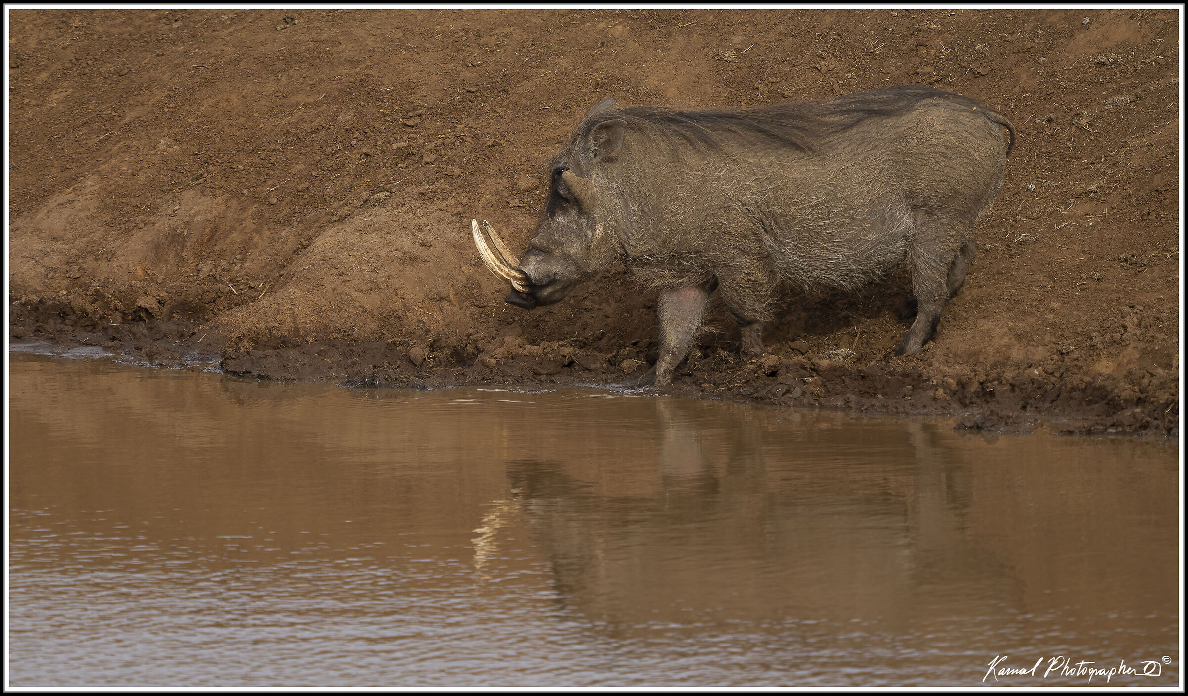Phacochoerus africanus