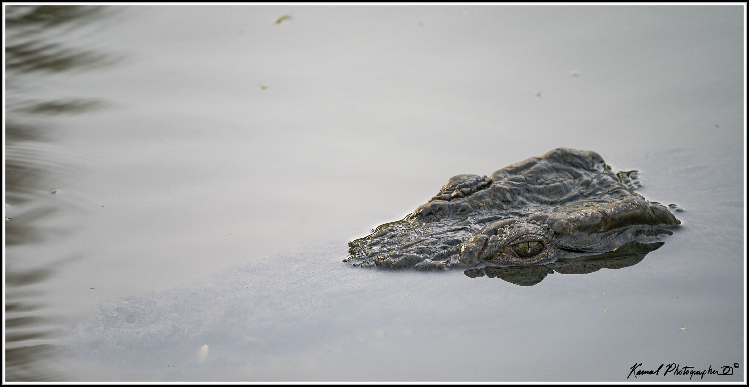 Crocodylus niloticus