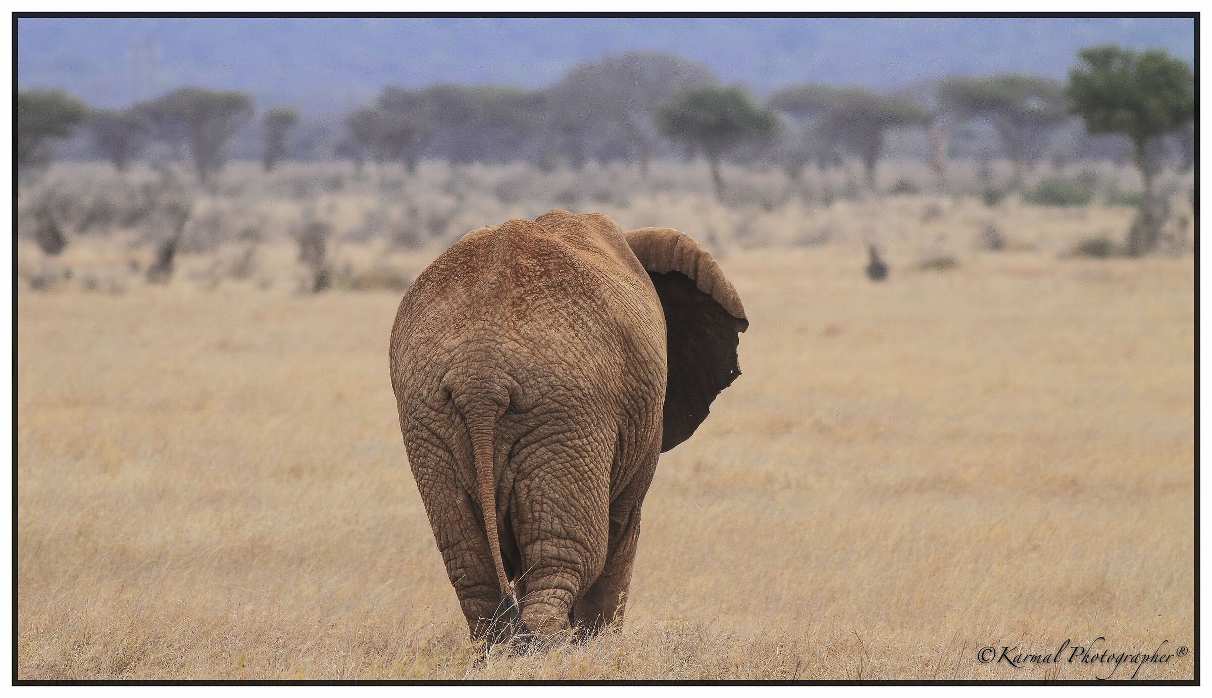 Loxodonta africana