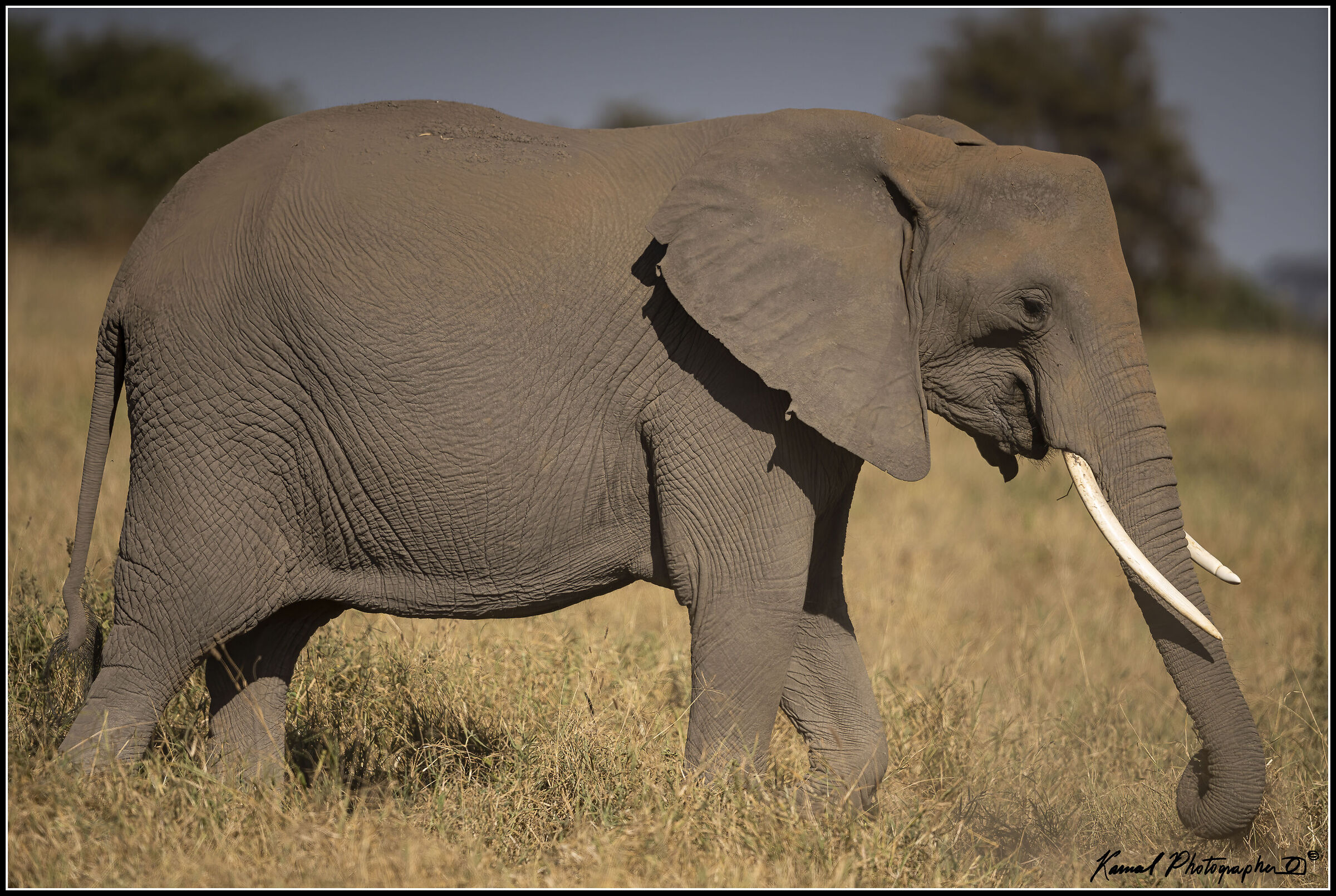 Loxodonta africana