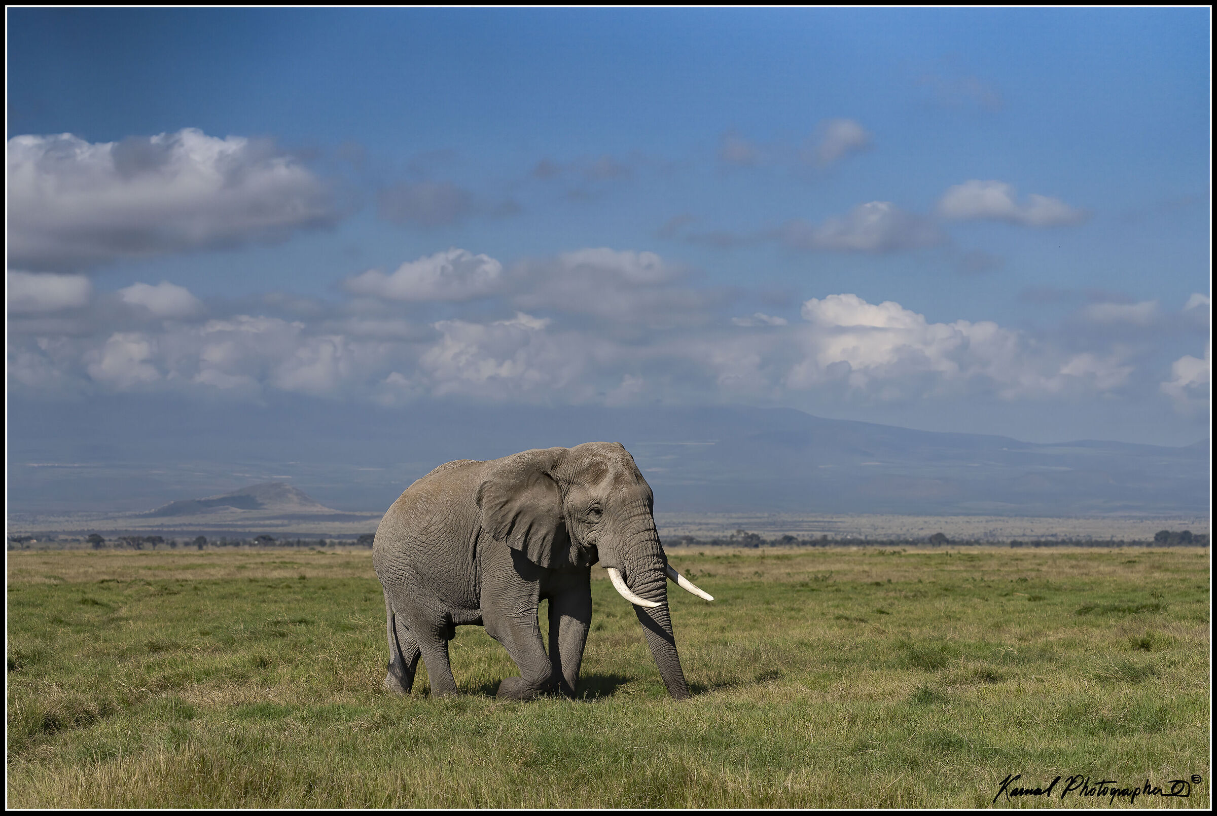 Loxodonta africana