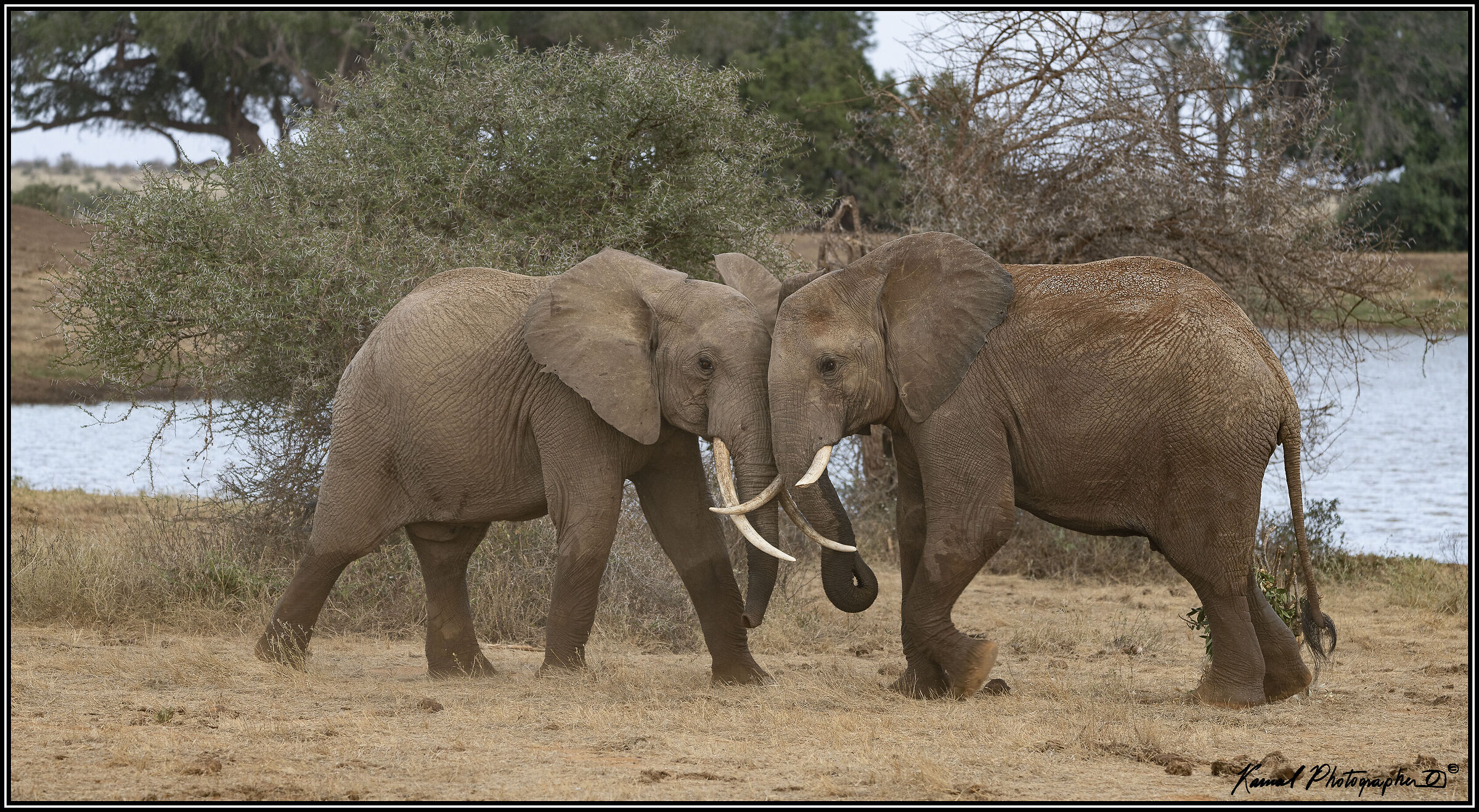 Loxodonta africana