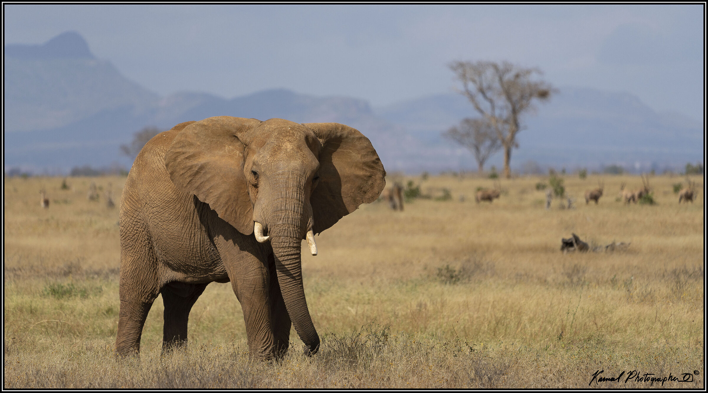 Loxodonta africana